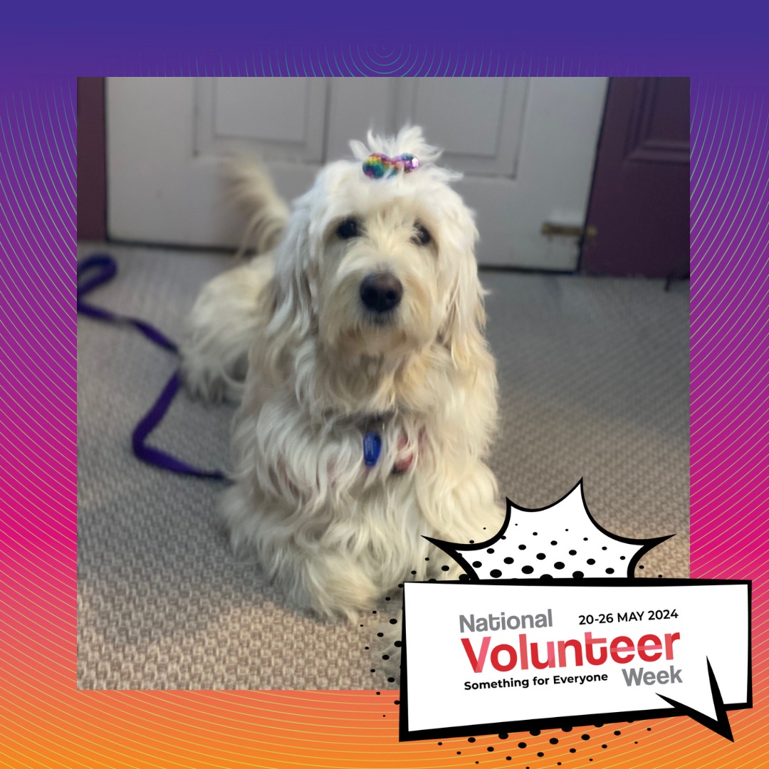 It is Volunteer Week!!
At Caladenia we could not do without our fantastic volunteers.
Volunteers come in all shapes and sizes, and Maisie is our Volunteer Morale Booster! Her training is nearly finished, and she is looking forward to many years of love and laughter with our club members. Thanks Maisie!!
If you are thinking about volunteering - drop us a comment!!
#SomethingForEveryone #NVW2024