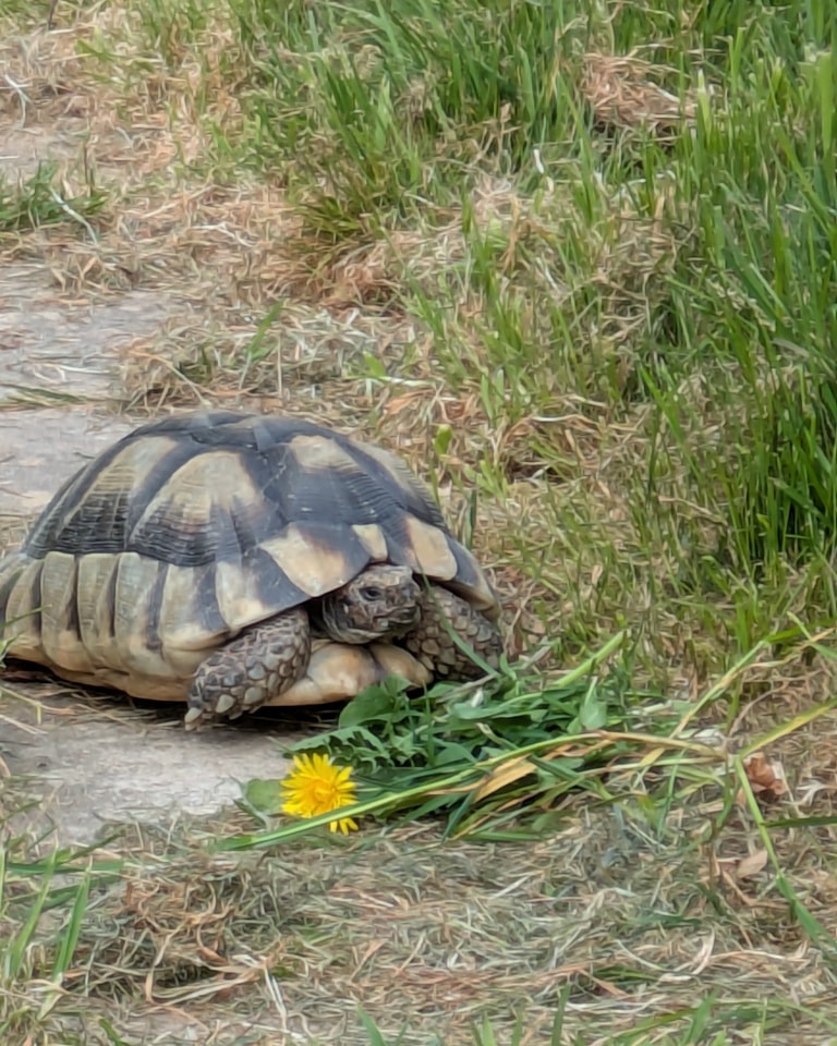 Munch joined us today , she is a lovely marginated tortoise who is 18 years old, her elderly owners contacted us as they felt they could no longer give her the care she needs .
It was a very hard decision for them to make but after showing them our huge tortoise paddock they felt happier that they had made the right choice