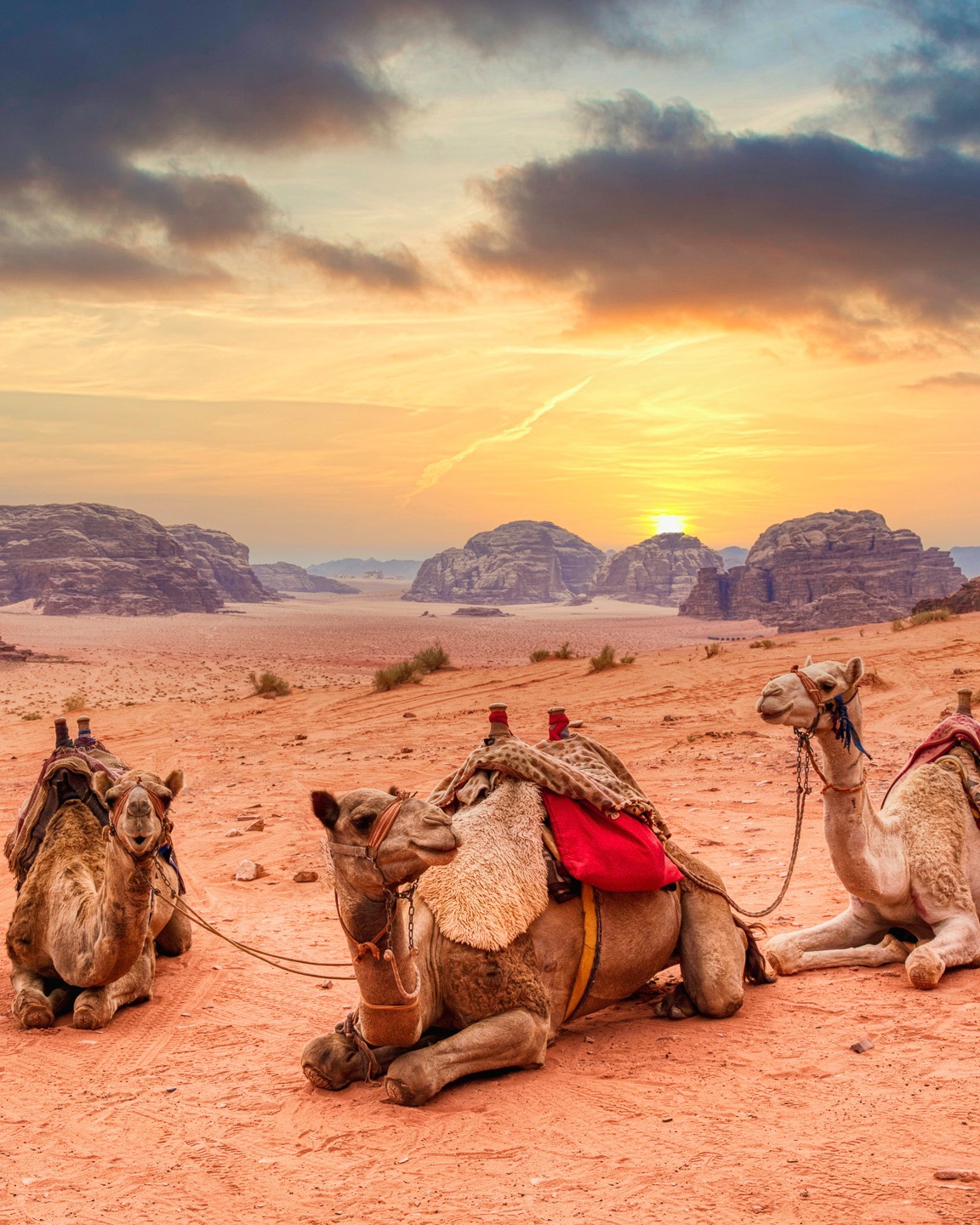 Red dunes, towering rock formations, and endless desert skies—Wadi Rum is a landscape photographer’s paradise! Join me this May for an immersive photography workshop in Jordan’s most cinematic desert. We'll chase the perfect light, hang out with camels, and create stunning images of this otherworldly landscape. Ready for adventure? More info on my website 🐪📸 #WadiRum #DesertDreams #JordanPhotographyWorkshop