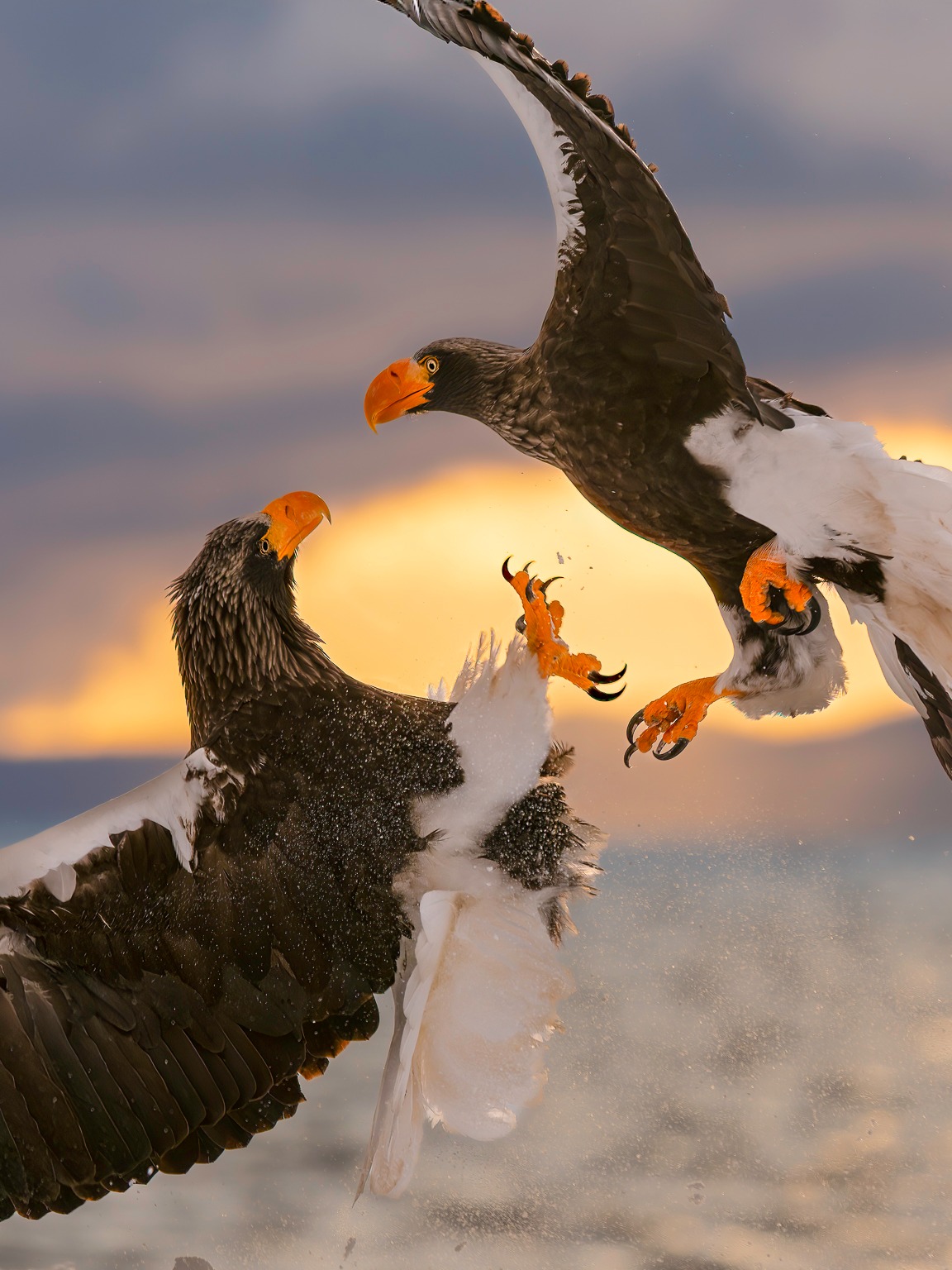 The Sony A1II is one of the few cameras around that have the capability to shoot this image. The speed and dynamic range of this camera allows new levels of creativity. Also this image is not AI :) I have the RAW files if anyone wants to doubt the credentials. Join us in Japan for more wildlife next winter
Shot with Sony A1II with 100-400GM