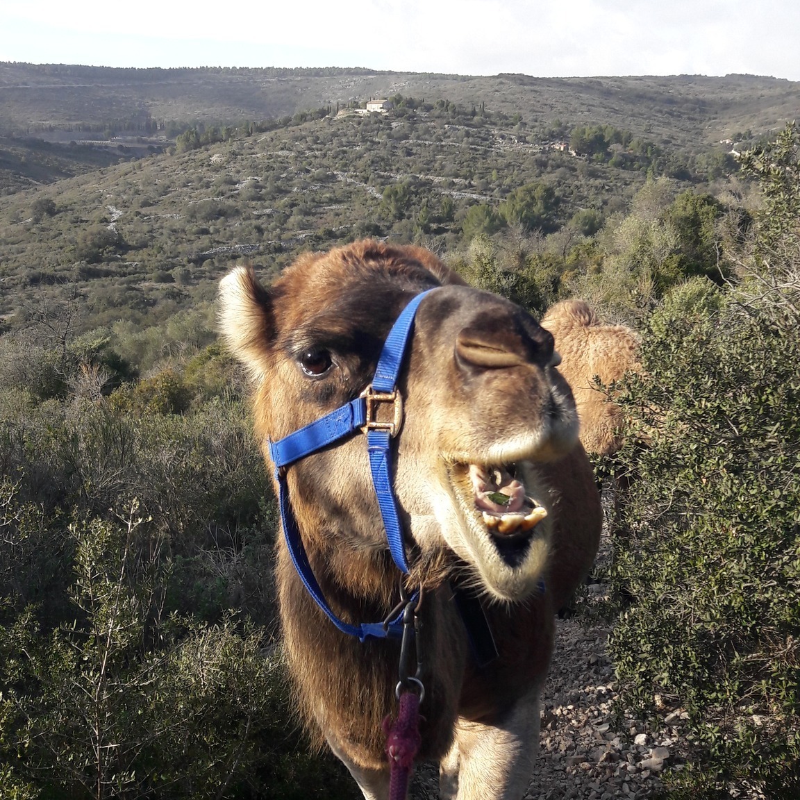 BROUTER COMME UN DROMADAIRE ( ou preseque.....)
Cet après-midi j'ai eu la grande chance de partager la passion de Coralie, "bergère de Dromadaires" chez Dromasud.
L'observation de ses animaux lui a donné plein d'informations sur le milieu dans lequel ils évoluent et notamment, leur nourriture.
Coralie m'explique que les Dromadaires sont très observateurs et qu'ils savent retrouve leur "domicile" même s'ils ont été déplacés à 2000Km.....un GPS sophistiqué dont ils disposeraient naturellement?
Ils ont tendance à manger ce qu'ils connaissent autour de leur environnement et lorsqu'ils ont été déplacés de milieu, ils doivent ré-apprendre quoi brouter grâce aux autres membres du troupeau qui sont habitués à la végétation locale.
Elle me raconte aussi que lorsque les Dromadaires broutent les chênes verts, les arbres arrêtent de créer des feuilles sur le bas de branches, mais qu'au bout de 2 ans sans être broutés, ils reprennent leur feuillage normal.
C'était une balade passionnante!
Coralie et moi nous sommes rencontrées pour organiser une sortie commune qui s'appellera " Brouter comme un Dromadaire.....ou presque!" Nous suivrons le troupeaux, observerons les plantes qu'ils mangent et nous verrons lesquelles sont comestibles pour nous aussi, lesquelles peuvent être utilisées en médicinal.
La balade aura lieu un mercredi au mois de Mars et elle va être très dépaysante ! Les informations seront partagées ici et sur ma newsletter
Et vous? Est ce que vous avez des expériences d'animaux et de plantes?
@dromasud #dromadaire #plantessauvagescomestibles #garrigue #herboristerie #tourismevert #slowtourisme #activiténature #animationnature #animationenvironnement
