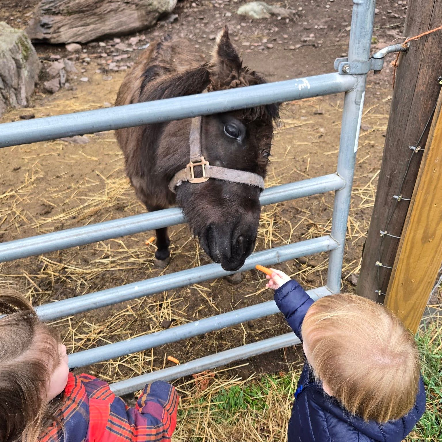 🥕 Picky Eating? Trouble gets it.
Some toddlers treat mealtime like a performance.
Others act like broccoli personally offended them.
And some — like Trouble here — will take the carrots, but only if they’re hand-delivered with flair. 😄
Sound familiar?
✨Our newest blog post is full of gentle, real-life tips to help toddlers build healthier eating habits — without pressure or battles. Just curiosity, connection, and grace for both of you. 🌱
🐴 Featuring: Trouble the hinny, who never says no to a crunchy snack.
🔗 Read it: Blog Link in Bio
#PickyEaters #ToddlerMeals #GentleParenting #HealthyHabits #TheValleyFellowship #CuriousMindsEndlessPossibilities