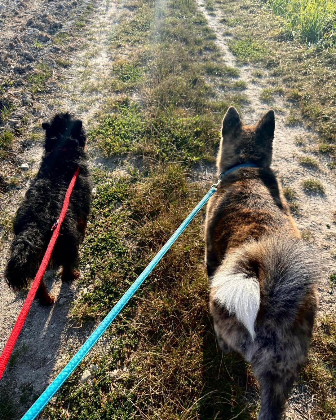 Kiedy masz zupełnie innych rodziców, inny charakter, a i tak kochasz jak brata 🩵🩵 #psymysliwskie #psymysliwskiewpolsce #akita #psiaprzyjaźń