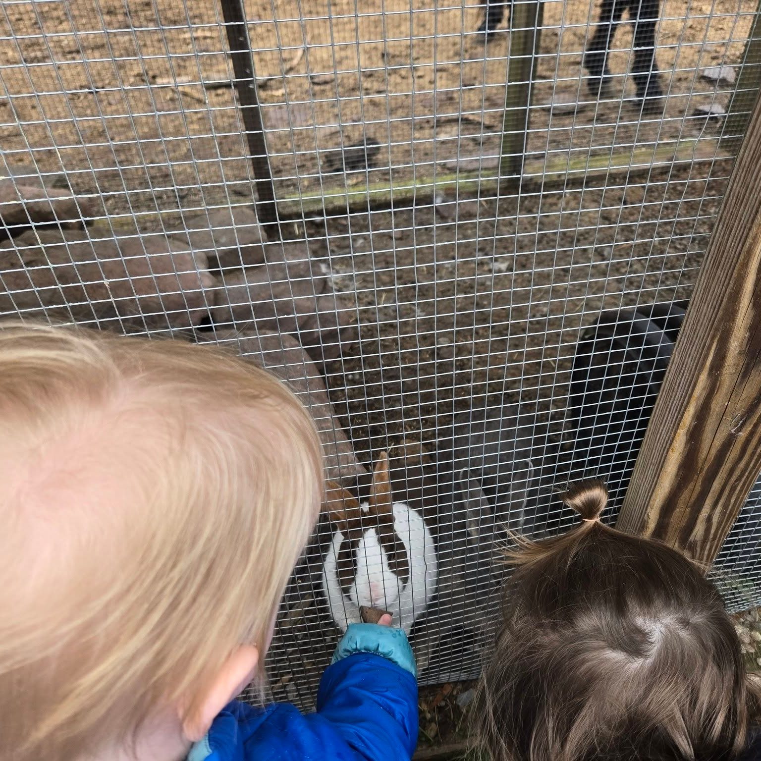 🐰 “Do bunnies eat rocks?”
That was the big question during a recent playground hutch visit!
Our curious crew tried all kinds of playground “snacks” like sticks, bark, and even a pebble or two, but the bunnies politely declined. When someone finally offered grass and leaves… success! Made for some big smiles and very happy rabbits.
Moments like this remind us how powerful simple exploration can be. 🌱💚
#TheValleyFellowship #CritterConnections #CuriousMindsEndlessPossibilities #NatureWithKids