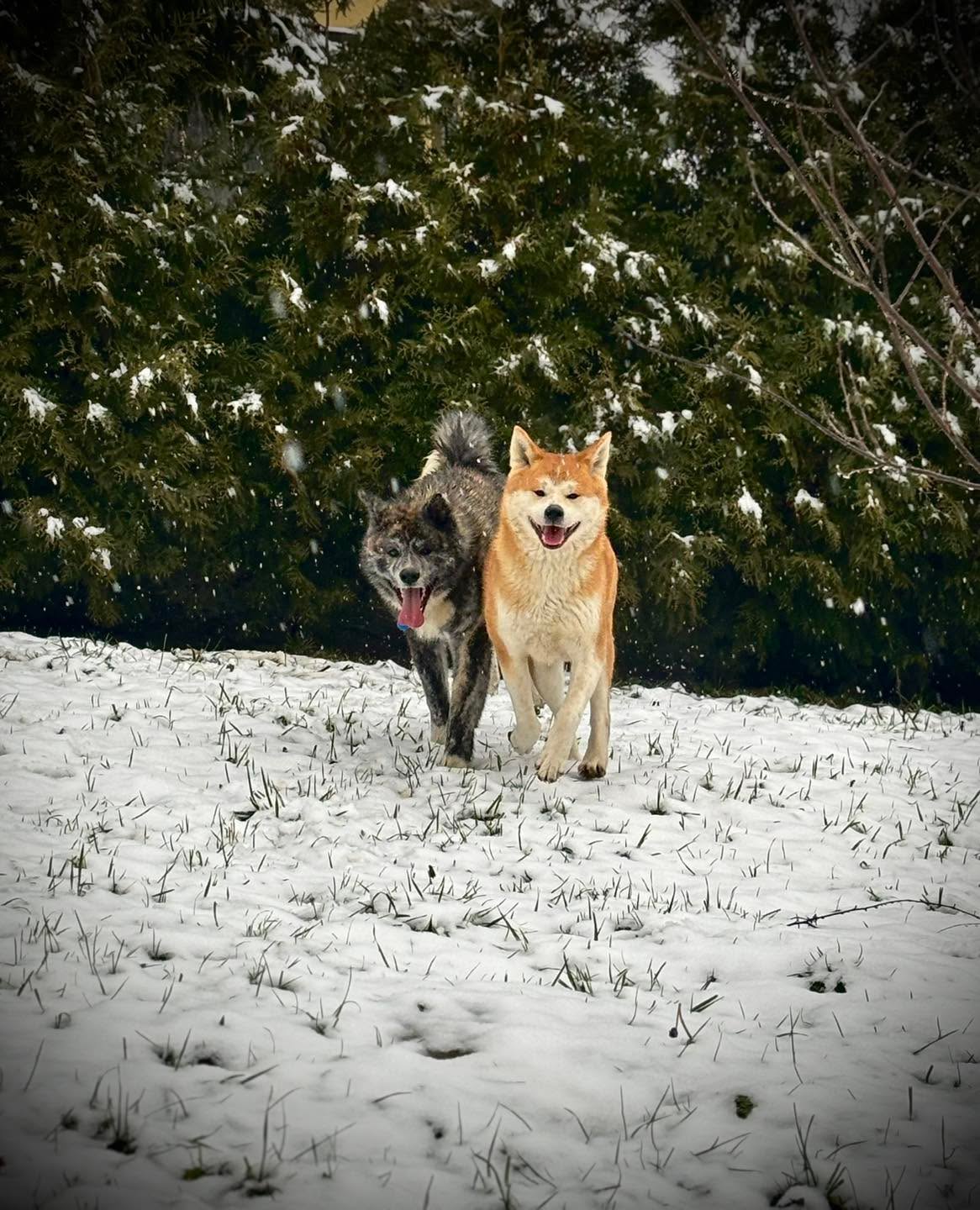 Z okazji świąt Bożego Narodzenia życzymy Wam mnóstwa merdających ogonów, psich uśmiechów i radosnych chwil w gronie Waszych futrzastych przyjaciół! Niech każdy dzień pachnie szczęściem, jak ulubiony przysmak, a Wasze serca wypełnia ciepło większe niż najlepszy psi kocyk.
W nadchodzącym Nowym Roku życzymy Wam mnóstwa energii do wspólnych spacerów, odkrywania nowych ścieżek i beztroskiego hasania po łąkach (i w życiu!). Niech Wasze pociechy zawsze będą wiernymi towarzyszami – pełnymi miłości, oddania i tej charakterystycznej psiej radości.
Dziękujemy, że jesteście częścią naszej „akiciej watahy”!
Wesołego merdania pod choinką i Szczęśliwego Nowego Roku!
Życzy Hodowla Akit Japońskich „Hachiko Shibuya„