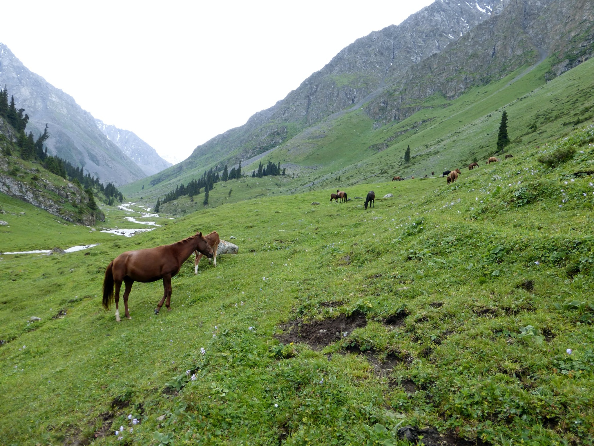 🏞️🌲 Discover the untouched beauty of Kyrgyzstan’s national parks with Arista Travel. Nature at its finest! 🌿🌟 #Kyrgyzstan #Nature #AristaTravelAsia #NationalParks