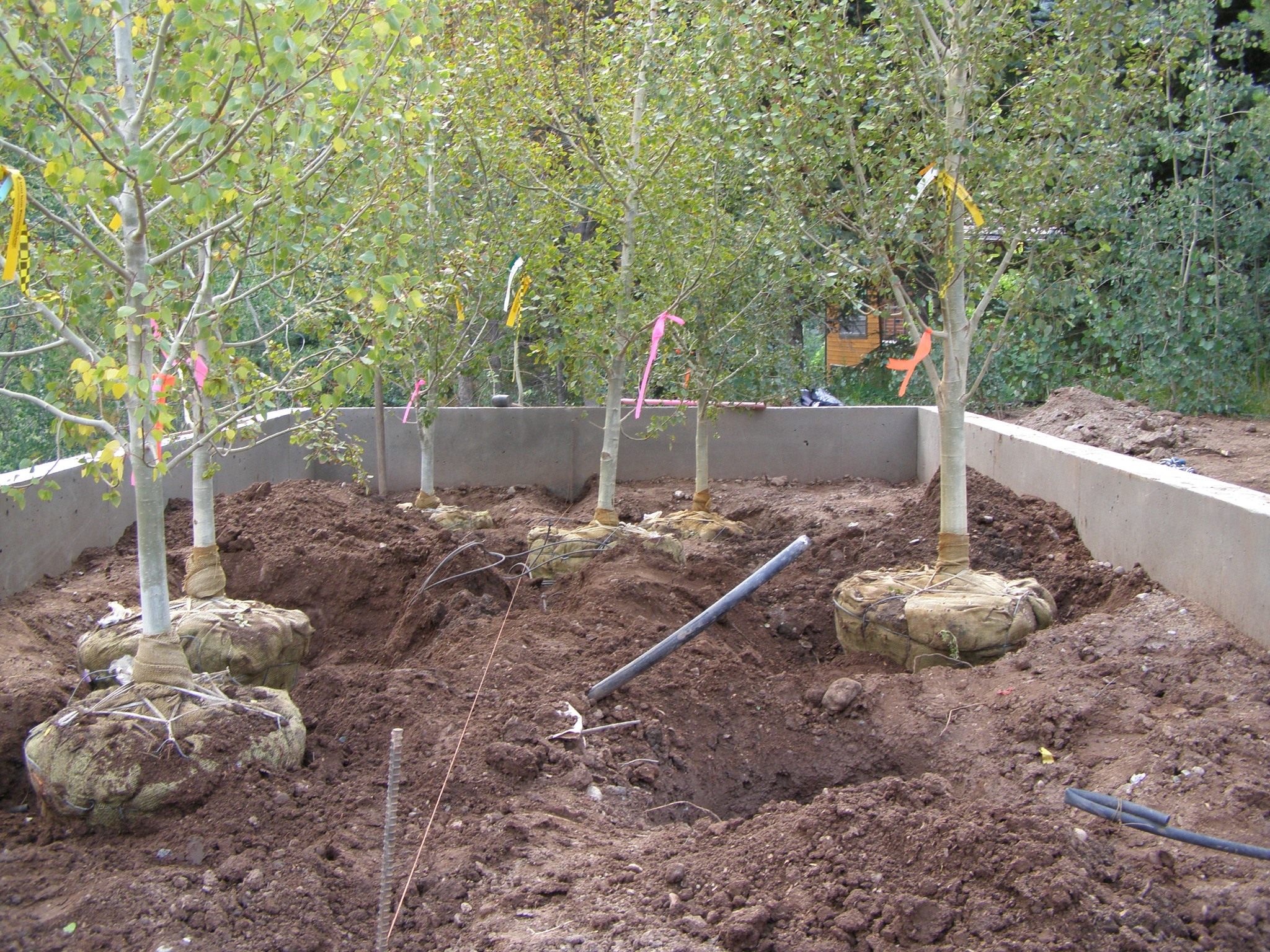 an aspen grove installation starts with a cut of burlap and a chance for roots to dig in🌿
Over time, their root systems will intertwine and fuse together to become a single organism. With the installation of native understory plants, this garden becomes a miniature mirror of the surrounding landscape🏞
#build #landscapearchitecture #design #landscapedesign #RegenerativeDesign #NativeUnderstory #PlantCommunity #installation #colorado