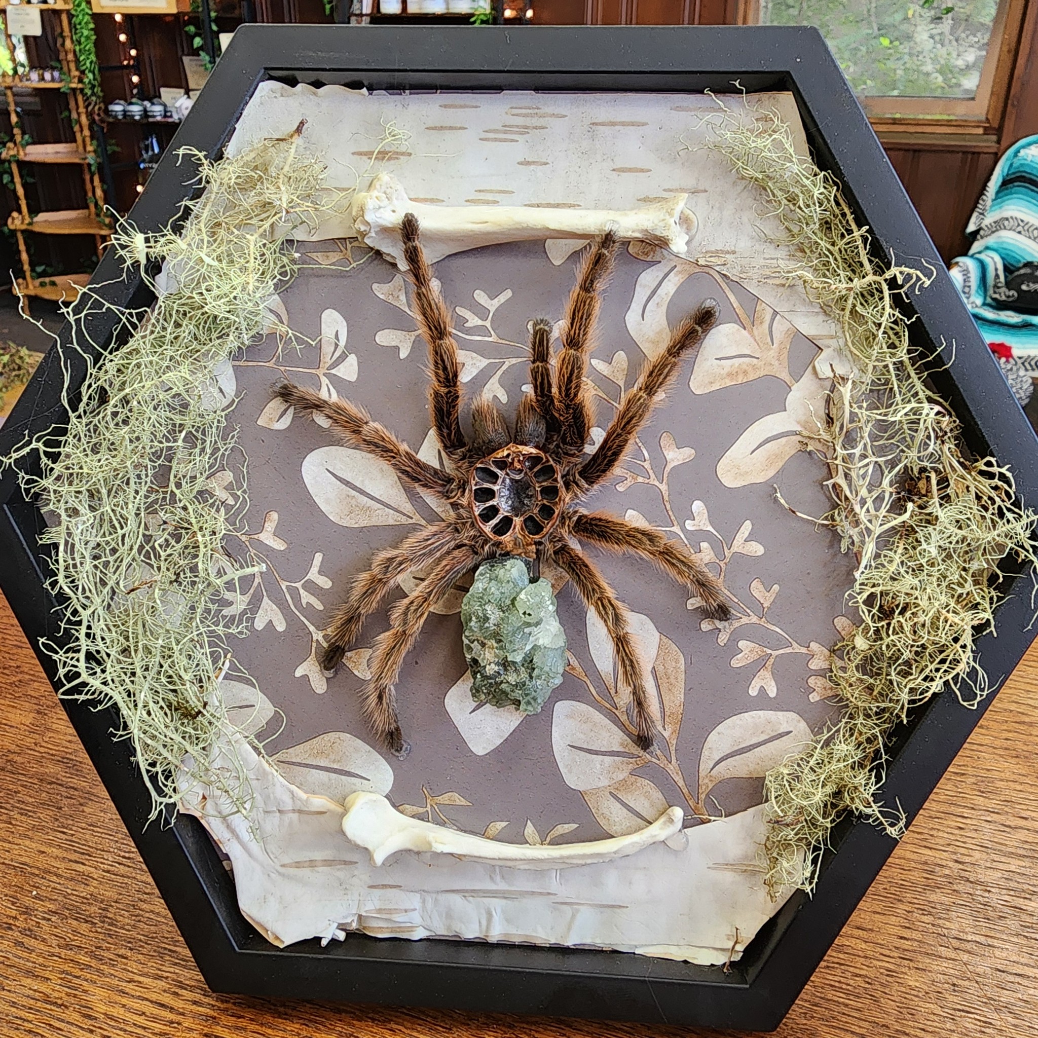 One day, Liz from @mystic.eclipse.creations came into the shop and we talked a little bit about the bone craft art she specializes in. I gave her a molt from my Rose Hair Tarantula that I'd been saving and hadn't done anything with, in hopes that she could put it to good use. A few days later, she brought me this absolute stunner! I'm beyond impressed šš
Some of Liz's amazingly beautiful creations are available here at the shop (and on our website). Be sure to check them out!
š¤š¤
.
.
.
.
.
#BoneCraft #BoneArt #TarantulaMolts #RoseHairTarantula #MetaphysicalShop #WitchyBusiness #HandmadeArt #MysticCreations #UniqueArt #SupportLocalArtists #WitchyVibes #SpiritualJourney #NaturalCrafts #ArtisticAlchemy #ShopSmall #CraftedWithCare #AlternativeArt #MysticalArt #WitchLife #ArtInspiration