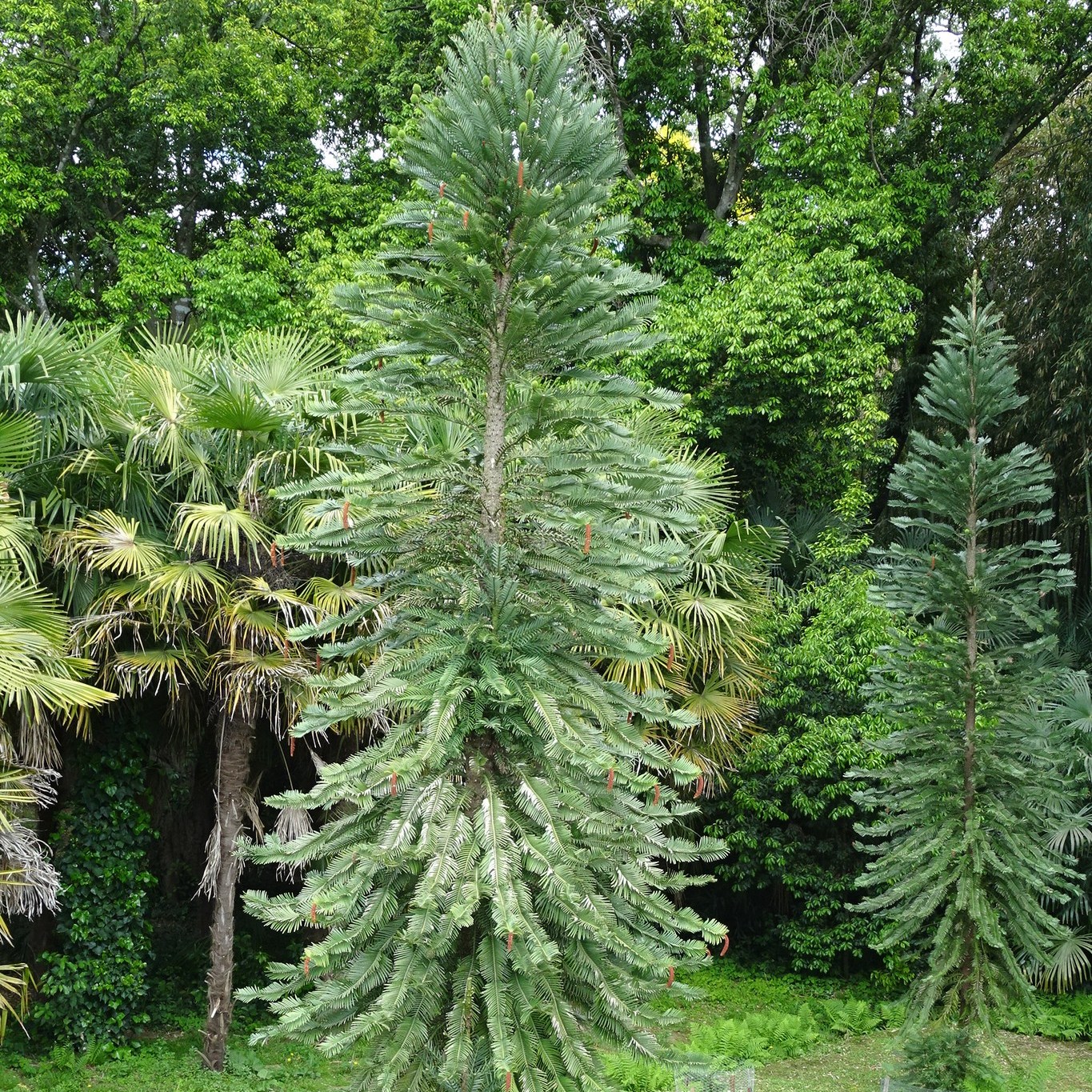 UNE PLANTE RARE DONT L'HISTOIRE REMONTE AUX DINOSAURES !
Cela fait bizarre de voir une plante considérée parmi les plus anciennes et rares au monde...Une plante qu'on croyait disparue depuis 2 millions d'années!
Il s'agit du pin de Wollemi. Il fait partie d'un programme de sauveguarde international et quelques pieds se trouvent dans le magnifique jardin botanique à Anduze