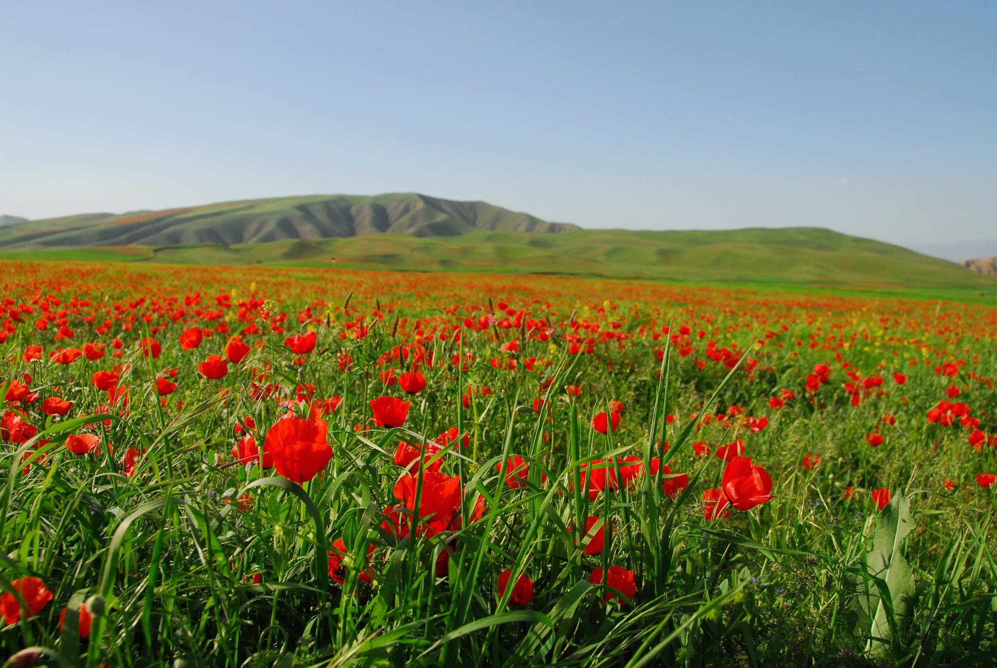 🌸🌄 Explore the vibrant spring landscapes of Kyrgyzstan with Arista Travel. Nature in full bloom! 🌷✨ #Kyrgyzstan #Nature #AristaTravelAsia #Spring #flowers