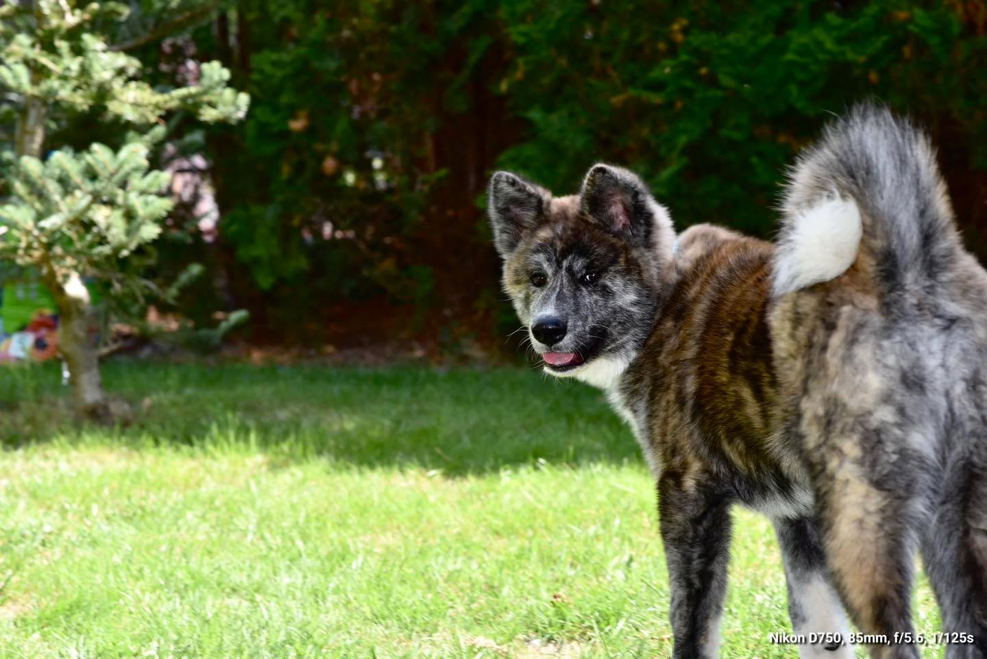 Jeśli nie masz do kogo się przytulić zapraszamy do Nas, ta kudłata kulka obdarza każdego wielką miłością 🤭🥰 #akita #akitapuppy #akitaworld #akitainu