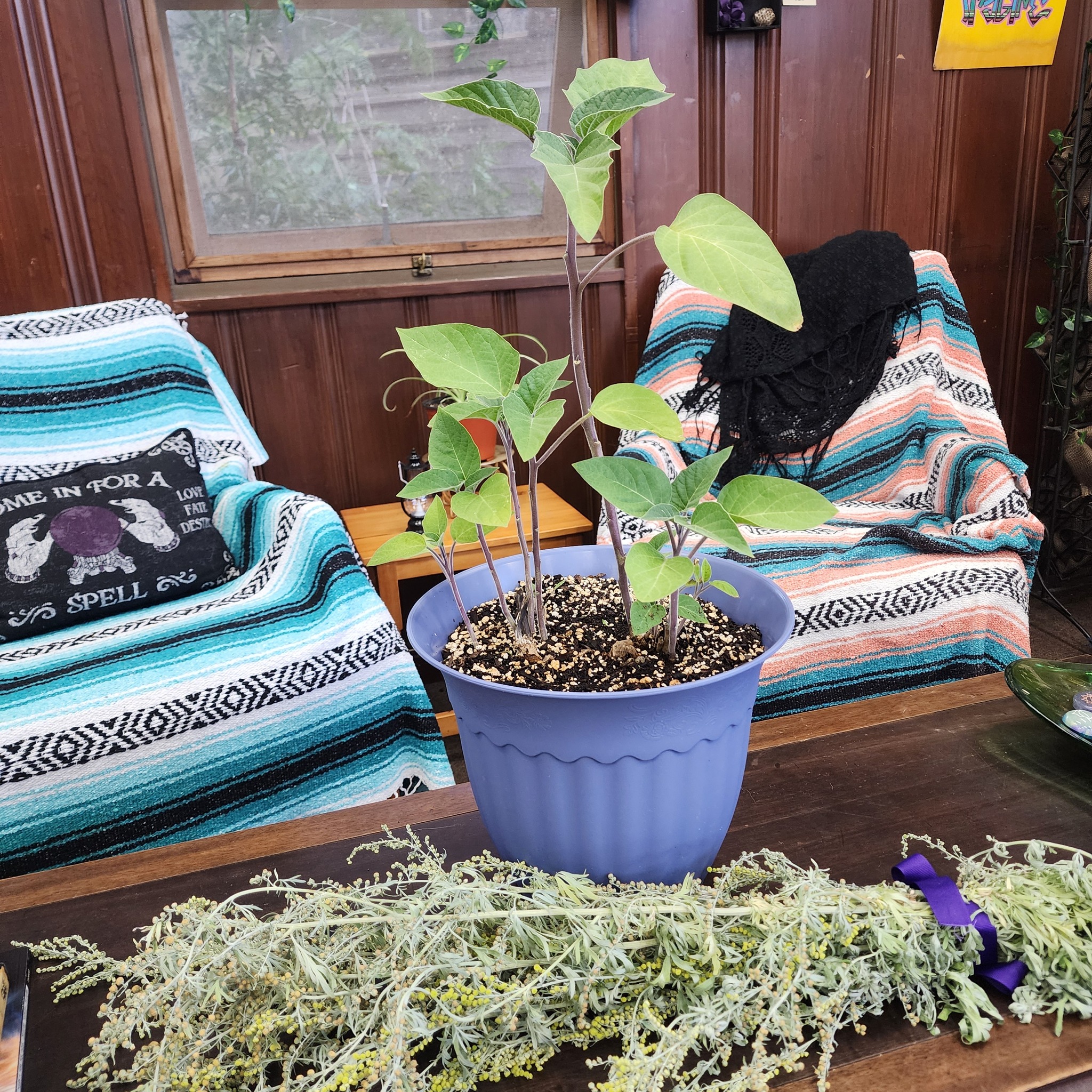 Datura and Wormwood 🖤
Someone brought these beauties to me this weekend. They're so pretty, I just had to share!
.
.
.
.
#Datura #Wormwood #HerbalMagic #WitchyVibes #MagicalHerbs #HerbCraft #WitchLife #DarkAesthetic #MysticalPlants #NatureMagic #OccultHerbs #WitchcraftCommunity #PlantMagic #BotanicalWitchery #WitchyPlants