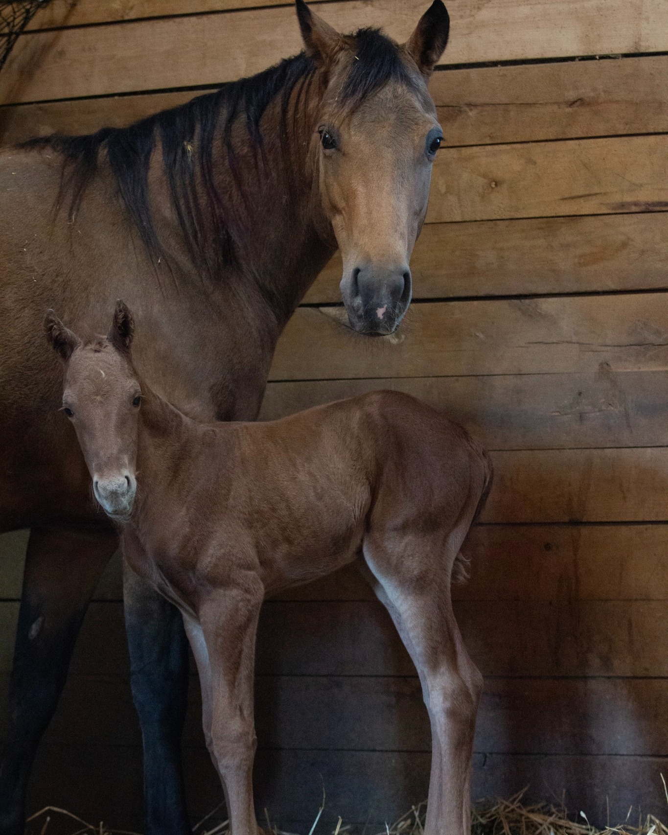 Mamma and baby!
Sparks Gotta Whiz x @thekidsgottagun
Photo: @l2hphotography
@santahillranchbreedingbarn
#nrha #NRHAReining #reining #reininglife #foal #foals #foalsof2025 #foalwatch #horselovers #horsebreeding #aqha #stallion #foalsofinstagram