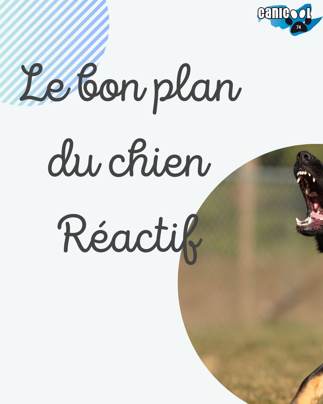 Vous avez un chien réactif? Vous aimeriez améliorer la situation?
Ici je ne vous propose pas de potion magique ou de formule qui règlerait la situation en un coup de baguette, mais des exercices et une approche qui vous permettra de mieux y voir dans ce brouillard, et d'avoir des exercices tant sur la réactivité en tant que telle, mais également dans la connexion avec votre chien, et des exercices d'auto-contrôles et de retour au calme. Alors embarquez pour ce voyage de deux mois, en intensif ou en léger, en fonction de vos envies et de votre budget !
Jusqu'au 15 mai, les forfaits bénéficient d'un 5% de remise supplémentaire.
Attention : le voyage avec un chien réactif, c'est des mois, et parfois des années pour aller vers un mieux-être profond. Certains chiens avançant plus rapidement que d'autres. L'accompagnement proposé ici vous permettra ensuite d'être complètement autonome dans l'approche du travail avec votre chien, et d'avoir des objectifs et une ligne de conduite claire.
#activitéchien #behavioradjustmenttraining #accompagnementbienveillant #accompagnementpersonnalisé #bienêtrechien #baladecanine #baladecanine74 #comportementchien #réactivitécongénère #communicationchienhumain #doglover #comportementcanin #canicool74 #comportementalistecanin #lacannecy #educationcaninepositive