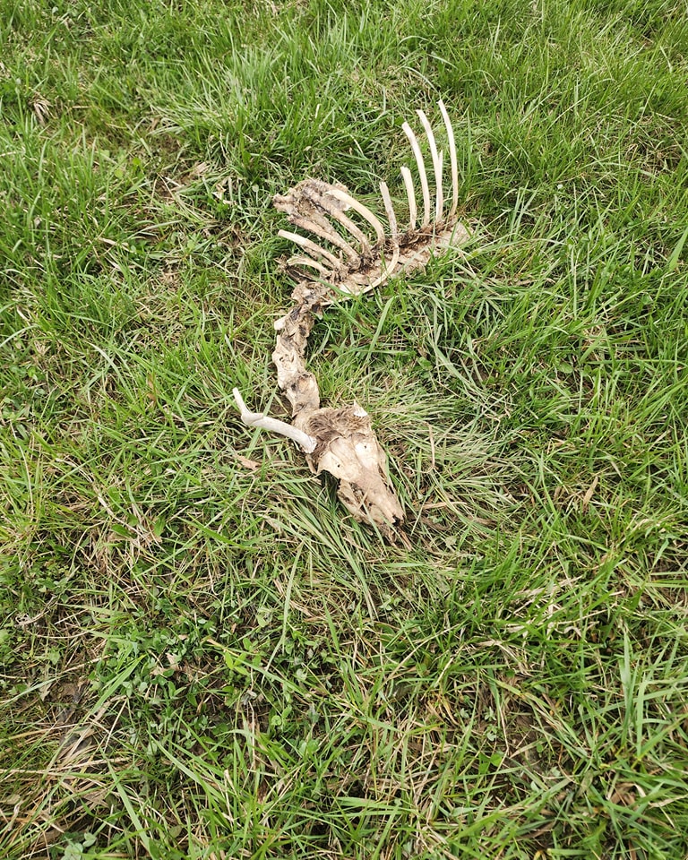 It amazes me how the natural cleaning crews work. Thank you, vultures!
#naturalcycles #ecology
#sustainability