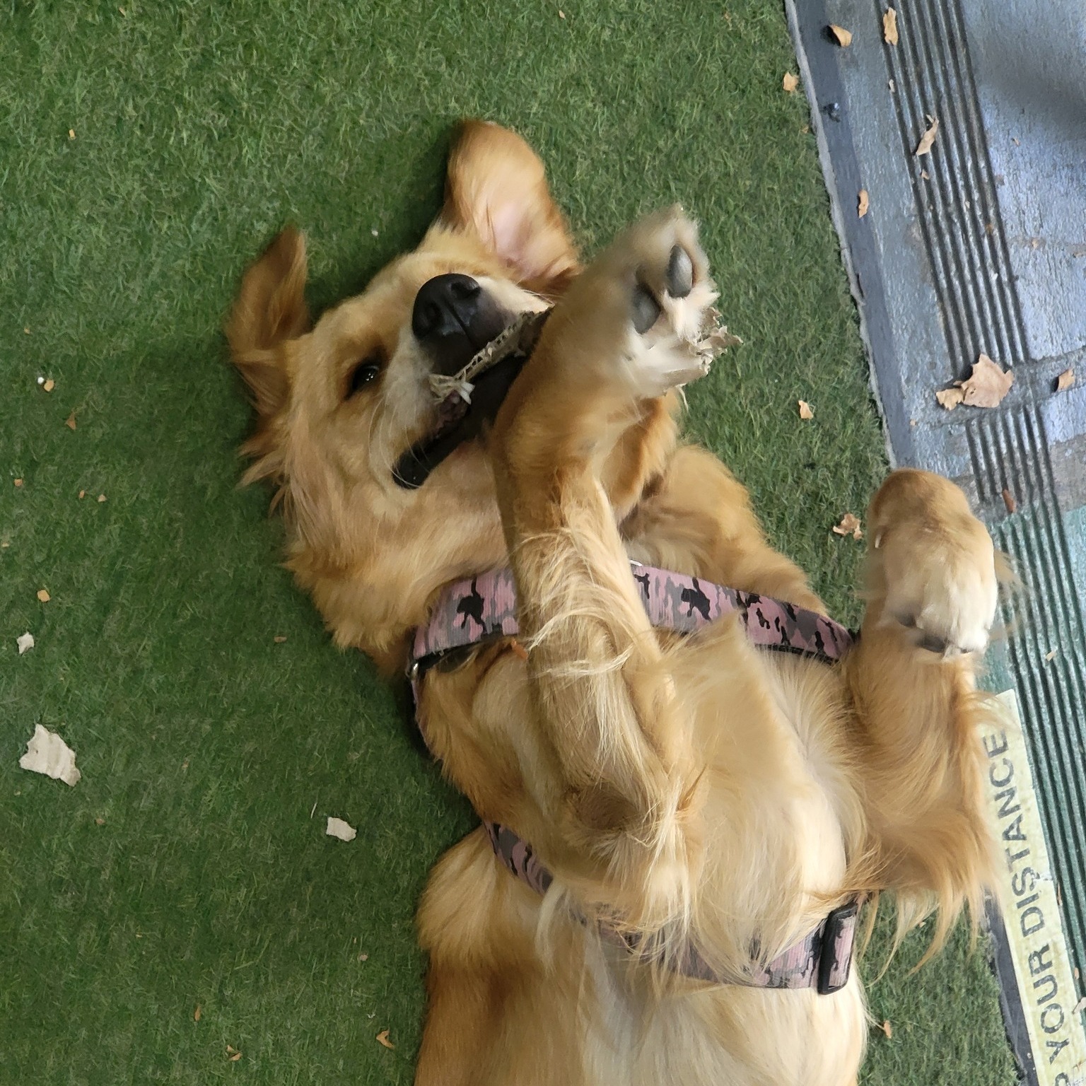 Free belly rubs with any visit.