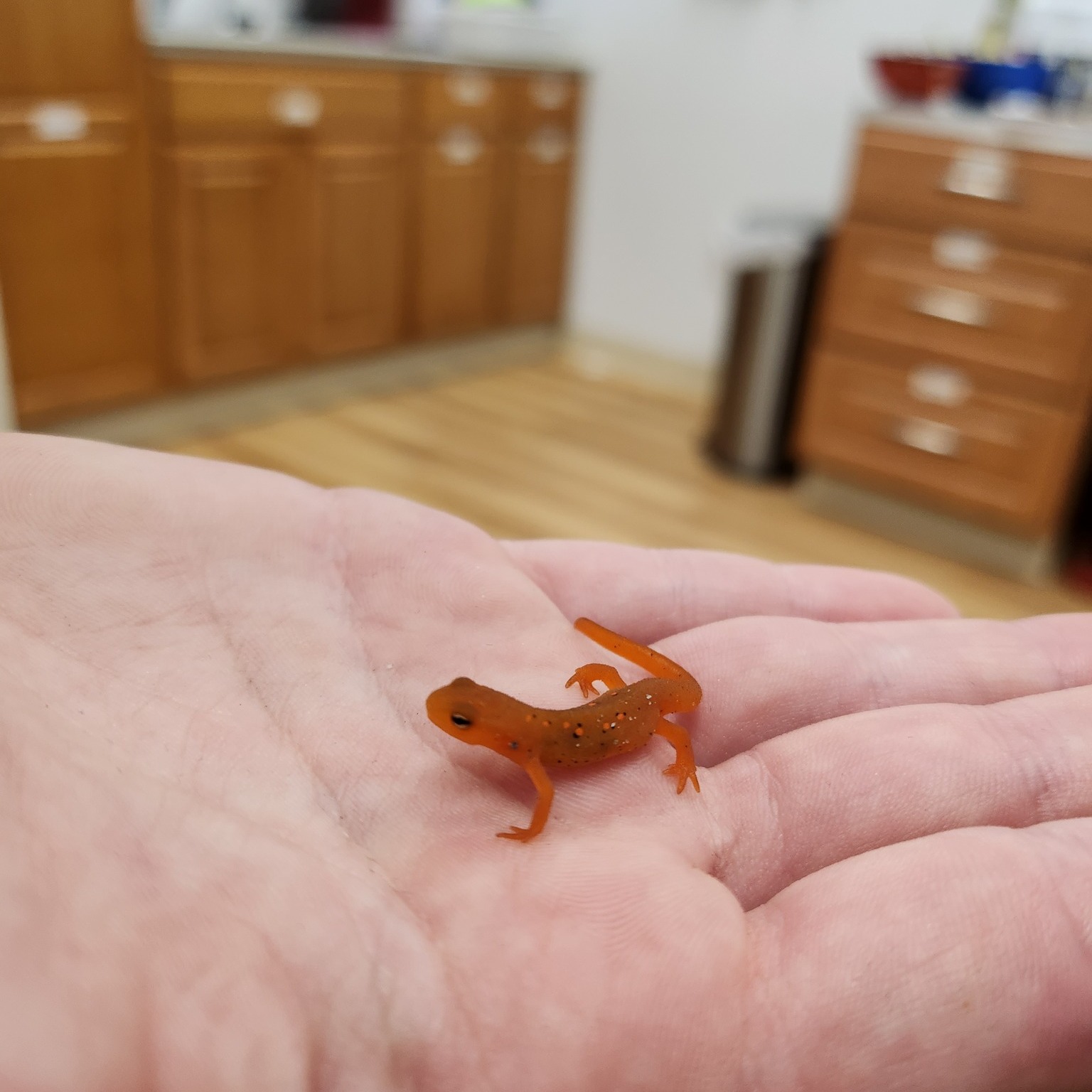 Happy Earth Day from The Valley Fellowship 🌱
Today, we’re celebrating the wild, wonderful world right outside our door!
Nature is always showing up for us. Let’s keep showing up for it. 💚
We’ll be doing just that this weekend, and you’re invited to join us.
🌾 Roots & Boots Garden Help Day
🗓 Saturday, April 26 | ⏰ 10 AM – 2 PM
📍 Valley Daycare, Mongaup Valley, NY
📲 RSVP at thevalleyfellowship.org to view our event expectations and help us plan for a great day in the garden.
Let’s grow something beautiful, together. 🌎
#EarthDay2025 #RootsAndBoots #TheValleyFellowship #SullivanCountyNY #FamilyVolunteering #KidsInTheGarden #NatureIsEverywhere