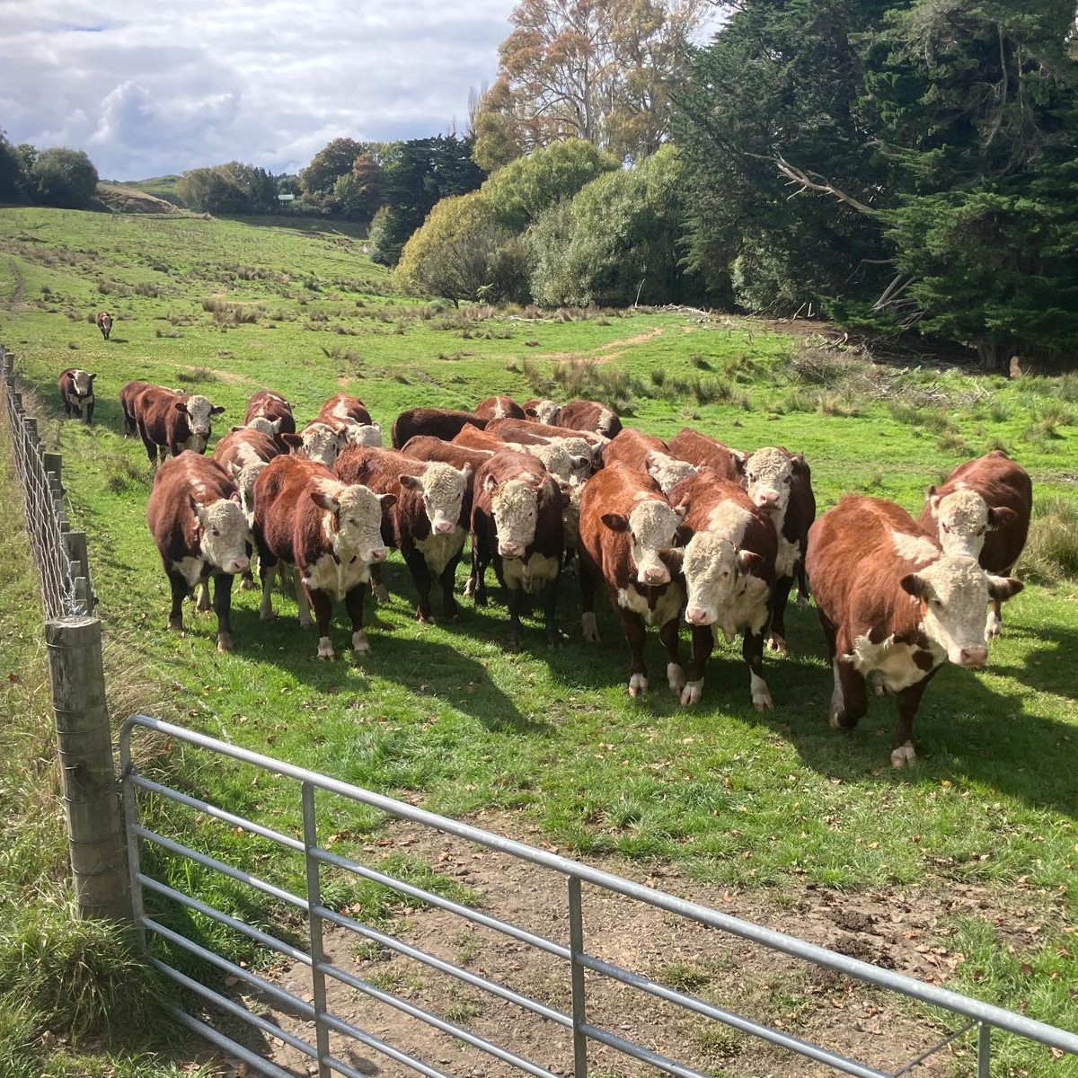 These weaner bulls have been put out on the hills,
It's damn dry in Whanganui, but the stock are still doing well,
Would sure love some more rain...
In other news, we have 18 month old bulls available for Autumn mating (heifers or cows) - get in touch with Mike for more info (0272180123)