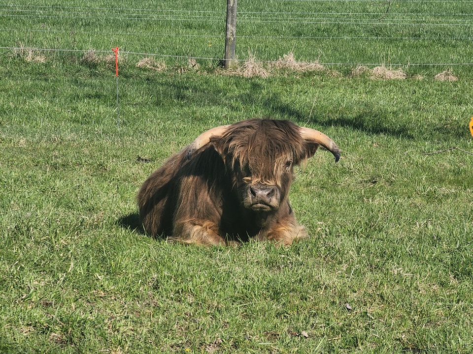 Look at that face!!! Ugh so cute
Happy Friday!
#knowyourfarmer #growninohio #grassfed