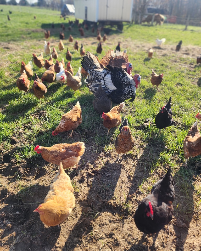 We love our flock <3
#pasturedpoultry #ohiopastureraised #nongmo
#eatlocal #knowwhereyourfoodcomesfrom #growninohio #pasturedeggs