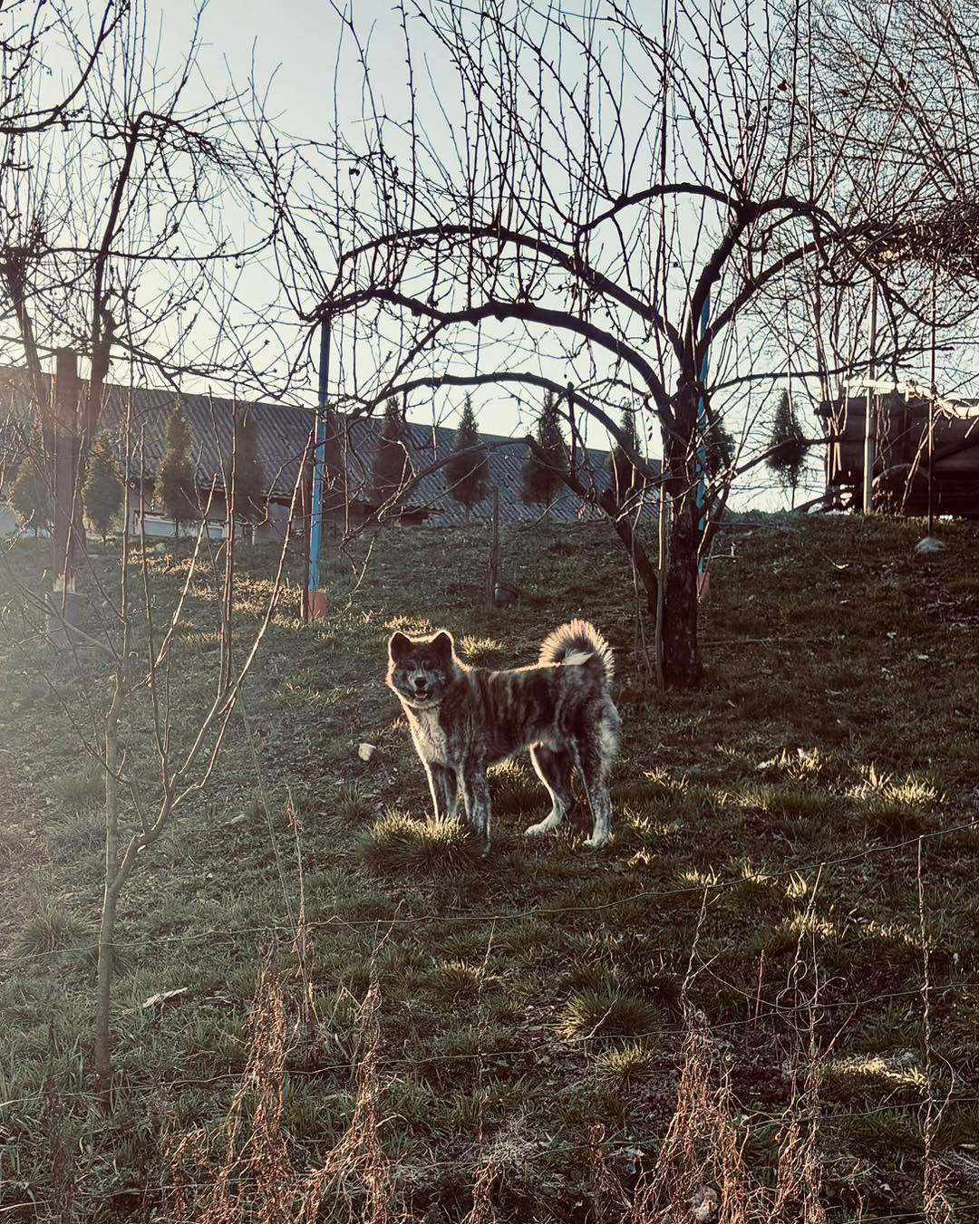 #pierwszydzieńwiosny #akita #akitadog #wystawapsów #model
Troszkę Nas ostatnio mało , ale wracamy na pokład ☺️ Nasze pręgowane maleństwo 🥰