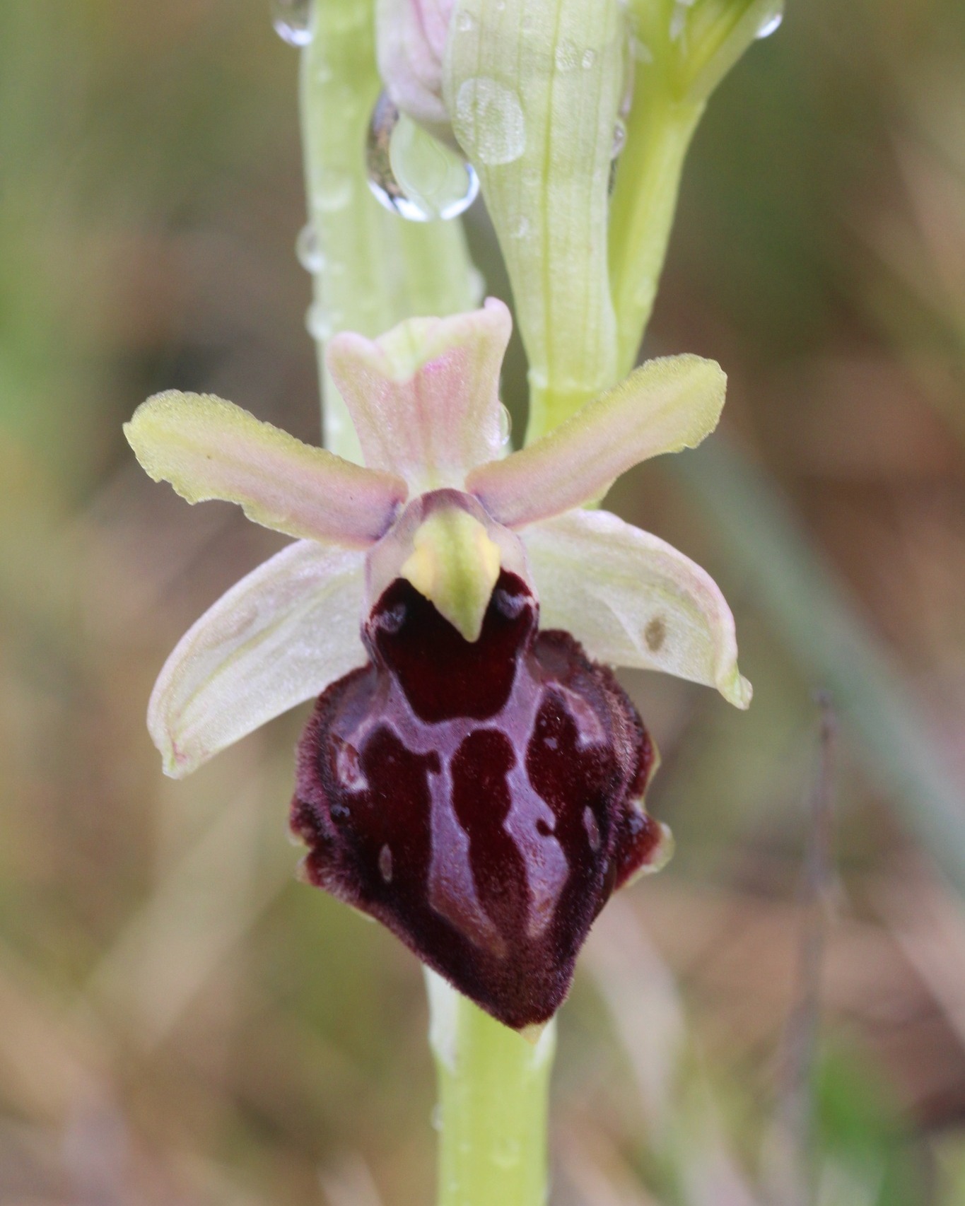Retour sur la sortie adhérents de mars !
Nous étions 3 courageux à tenter la météo au départ peu engageante. Mais nous avons bien fait ! Entre échanges de connaissances sur la biodiversité, lecture du paysage et observations naturalistes, nous avons passé un beau moment convivial.
Ainsi, dès le départ, nous avons été accueillis par les Orchis géants (Himantoglossum robertianum), suivi par une discrète Ophrys de la passion (Ophrys sphegodes ssp. passionis) et une Ophrys brun (Oprhys fusca).
Puis nous avons déambulé dans un débroussaillage alvéolaire. Un peu tôt après le passage des engins, donc une végétation pas très présente à cet endroit. Toutefois, nous avons pu y voir la seule iris des garrigues (Iris lutescens) en fleur de la journée.
Autour de nous, une végétation commune de garrigue : Ciste cotoneux (Cistus albidus), Chêne vert (Quercus ilex), Chêne kermès (Quercus coccifera), Euphorbe des garrigues (Euphorbia carachias).
Enfin, sur le chemin du retour, surprise, deux Circaètes Jean-le-Blanc nous survolent ! Ils étaient très certainement à la recherche de proies : des reptiles. Notre attention était tellement portée sur eux, que nous étions à deux doigts d'écraser une autre Ophrys sphegodes, par chance elle fut épargnée puis admirée.
Le printemps s'installe donc doucement, nul doute que la prochaine sortie, au mois d'avril, sera encore plus intense en observations !