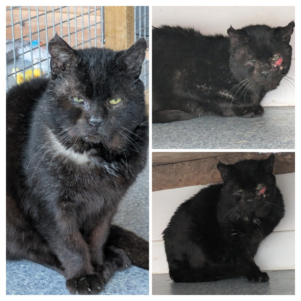 Update on the lovely Patrick who is enjoying his long awaited retirement from street life, I'm sure you will agree that he is looking and he is definitely feeling so much better.
He has complete freedom at the sanctuary but doesn't go far just in case he misses out on his food !!!, he is a smashing boy who has fitted into life here purrfectly.