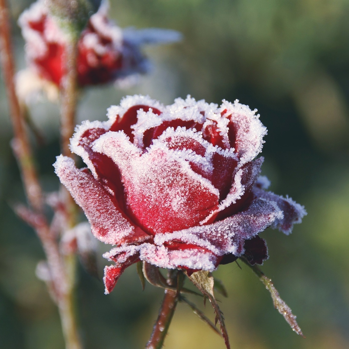 We've got a cold snap coming next week, according to the weather forecast. No need to worry about your roses the cold will help them go into dormancy — they’ll be just fine!
#roses #rosegardening #ukgardening