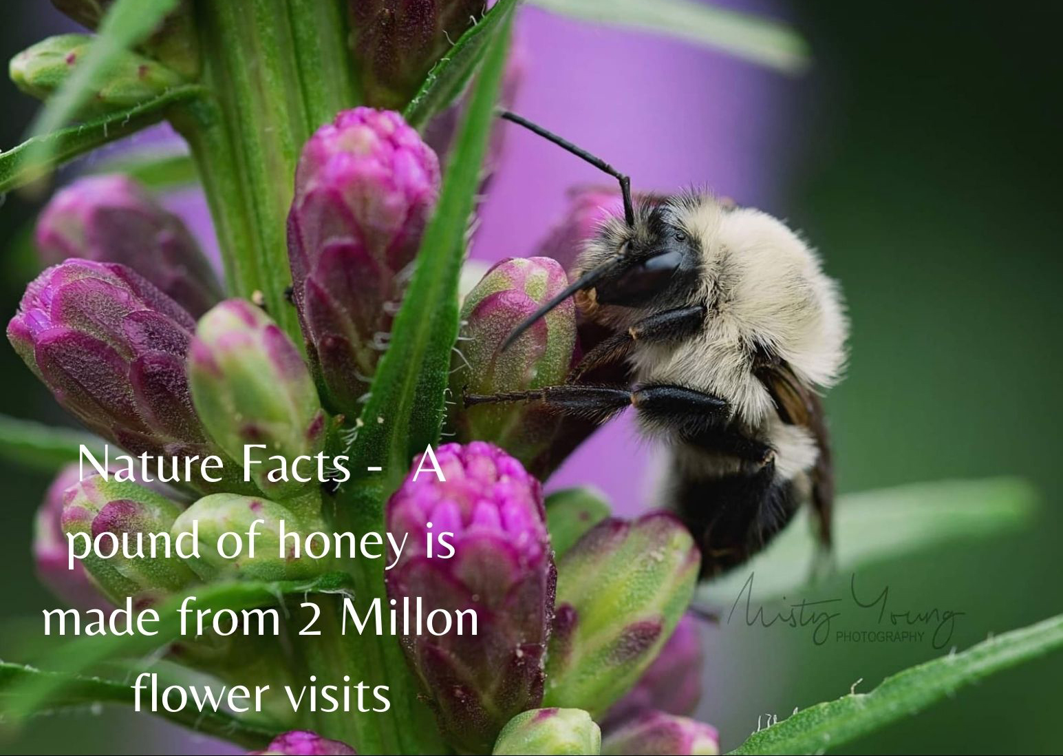 Photo taken by Misty Young Photography in Central Missouri
#amazingfacts #nature #knowledge #wildlife #viral #bees #naturepics #beautiful #photography #pollinators #cutenessoverload #MacroPhotography #fuzzy #buzz #fluffy #explorepage #naturefacts #facts #foodforthought #outdoors #beehive #factsdaily #coolfacts #mindblowing #interestingfacts #didyouknow #sciencefacts #truefacts #instafacts #funfacts