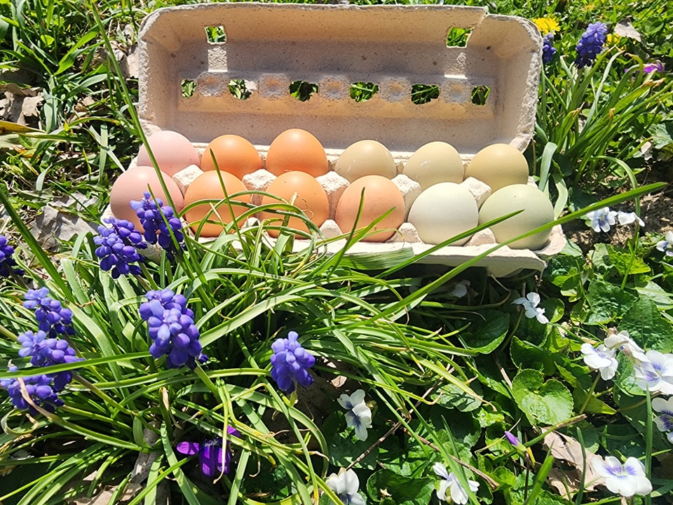 Did you know we offer hatching eggs? 🐣 If you’re ready to start your own flock, now’s the perfect time!
#chicktime #chickenmath #chickenmathisreal
#knowyourfarmer #supportlocalbusiness #ohiogrown