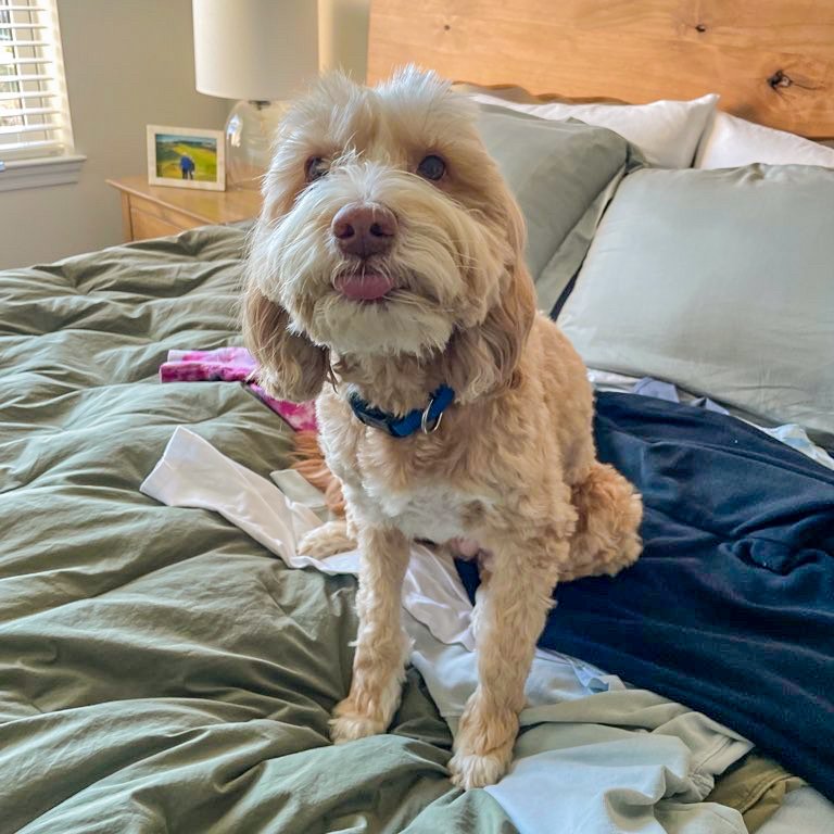 And of course the day wouldn't be complete without a #Tongueouttuesday post! This week it's our friend Jazz for the win!
.
.
.
#TongueOutTuesday #JazzTheGoldendoodle #DogsofDelaware #PetSittingLife #DelawareDogs #DoggyTuesdays #DogLoversofInstagram #TongueOutDogs #TuesdayVibes #AdorablePets