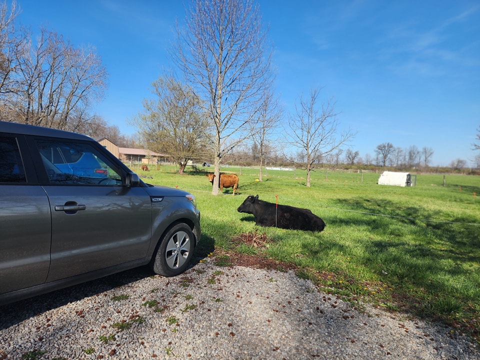 Who needs lawnmowers?! Just put the cows in the front yard. They love it and you don't have to mow. Win win
#Winning #cowmower #moower
#knowwhereyourfoodcomesfrom #knowyourfarmer #growninohio #grassfed