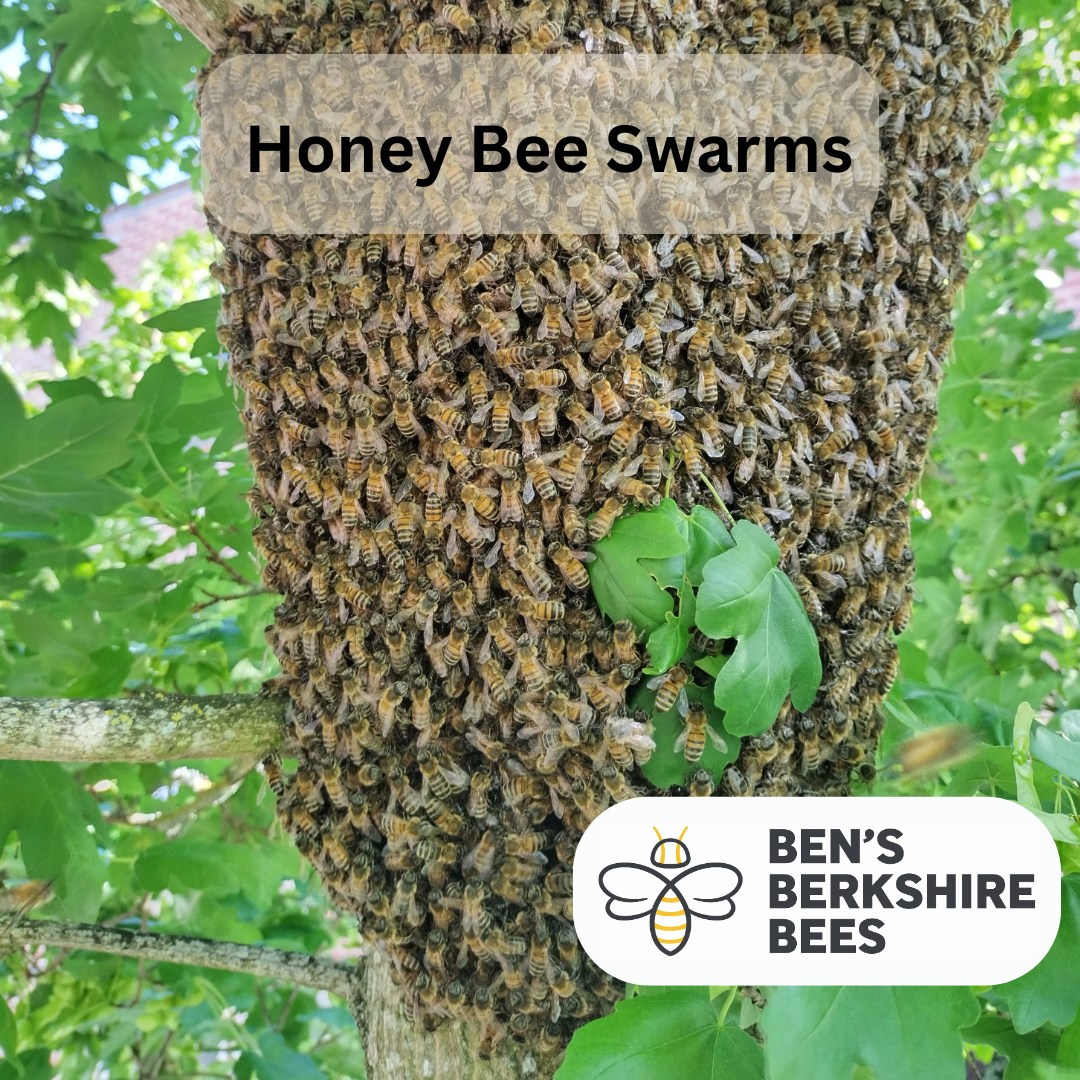 We added a feature to our website to report honey bees swarms. As part of our responsible beekeeping approach we offer free swarm collection within the areas surrounding our apiaries: Newbury, Thatcham and surrounding villages.