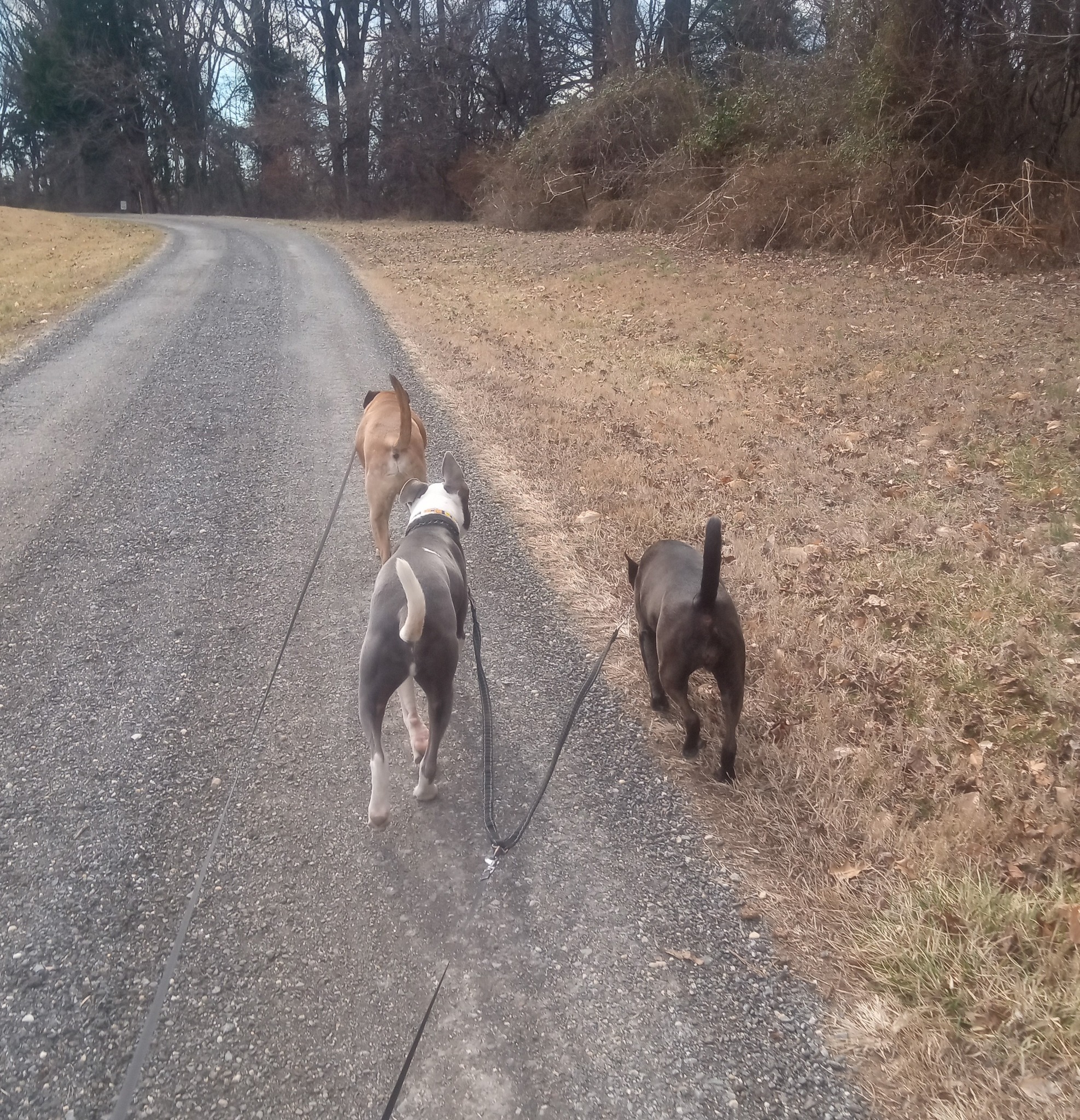 Dani had a great few weeks with this crew!âď¸ They loved their daily walks down the lane, soaking up the sunshine whenever it peeked through. Always a pleasure spending time with these sweet pups & cats!
FT: Django, Mollie, Happy, & George
#MSAHS #MSAHSFamily #DogWalking #SunshineAndWags #PetSitting #easternshoremd #Maryland
