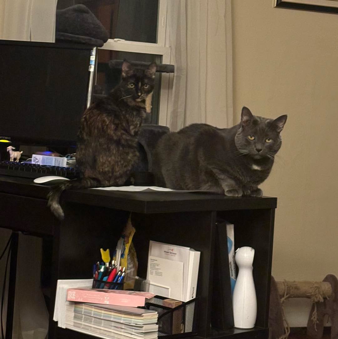 These two look like they’re up to no good. Since they’re at my desk, maybe they’ll get some paperwork done for me. What do you think?