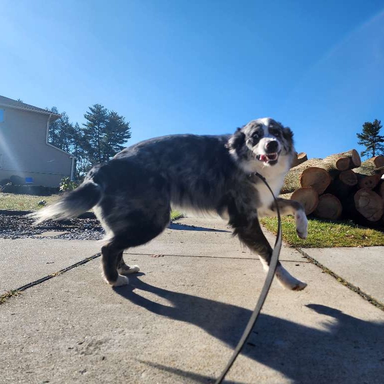 Two sides of the same coin. ๐คฃ
.
.
.
.
#blue #merle #blueeyes #australianshepherd #australianshepherdworld #bluemerleaussie #bluehairdontcare #australianshepherdofinstagram #australianshepherdsrule #Finnegan #distinguisedyetgoofy #teef