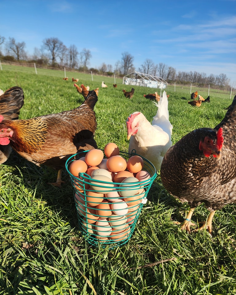 Thank you ladies 😍
#pasturedeggs #sustainablefarming
#growninohio #supportlocalbusiness #shopurbana