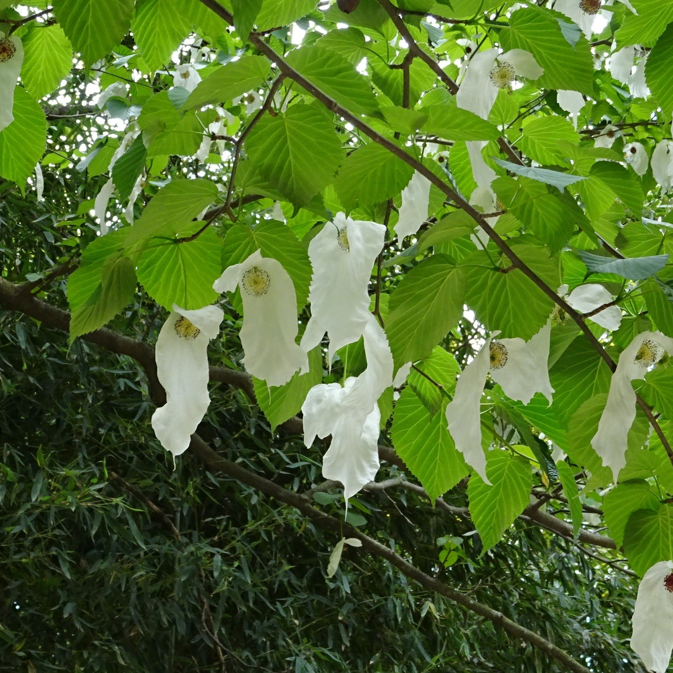 Une "fleur/feuille" :)
En voyant de loin la magnifique Davidia involucrata, j'ai cru me trouver face à un arbre dont les feuilles ne s'étaient pas mises d'accord sur la couleur à avoir et qu'elles avaient fini par opter pour la diversité.
Ce n'est qu'en m'approchant que j'ai pu observer que les " feuilles blanches" étaient bien des feuilles, mais modifiées, qu'on appelle des bractées - et qu'elles refermaient une jolie fleur.
Quel arbre splendide!
@Bambouseraie Anduze, Avril 2024