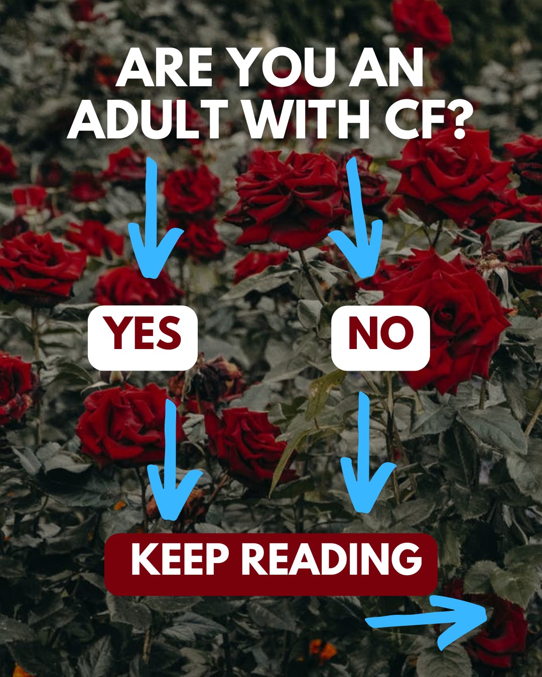 ➡United States Adult Cystic Fibrosis Association (USACFA) is looking for a variety of new Directors and Friends of the Board!
🔹USACFA is a non-profit organization and the publishers of CF Roundtable, a quarterly publication for adults with CF. We are run by a board of volunteers, all of whom are adults with CF.
🔹We’re specifically searching for adults with a background in writing, copy editing, and related fields. If you’re an adult with CF, we’d love to have you join USACFA as a Director with our board. If you don’t have CF, you can still help us out by volunteering your time and talents as a Friend of the Board.
🔹Even if you don’t have experience or expertise in these areas, we would still love to chat with you about our mission and how we can work together to support the adult CF community. As an organization we’re committed to respecting each person’s health as we know how quickly things change with CF.
📩If you’re interested in learning more, please send us an email at cfroundtable@usacfa.org, leave a comment, or send us a DM and we’ll get back to you ASAP.
➡Please share with anyone you know who may be interested in supporting the adult CF community in this way!
#cfirl #cysticfirosis #cfirl #cf