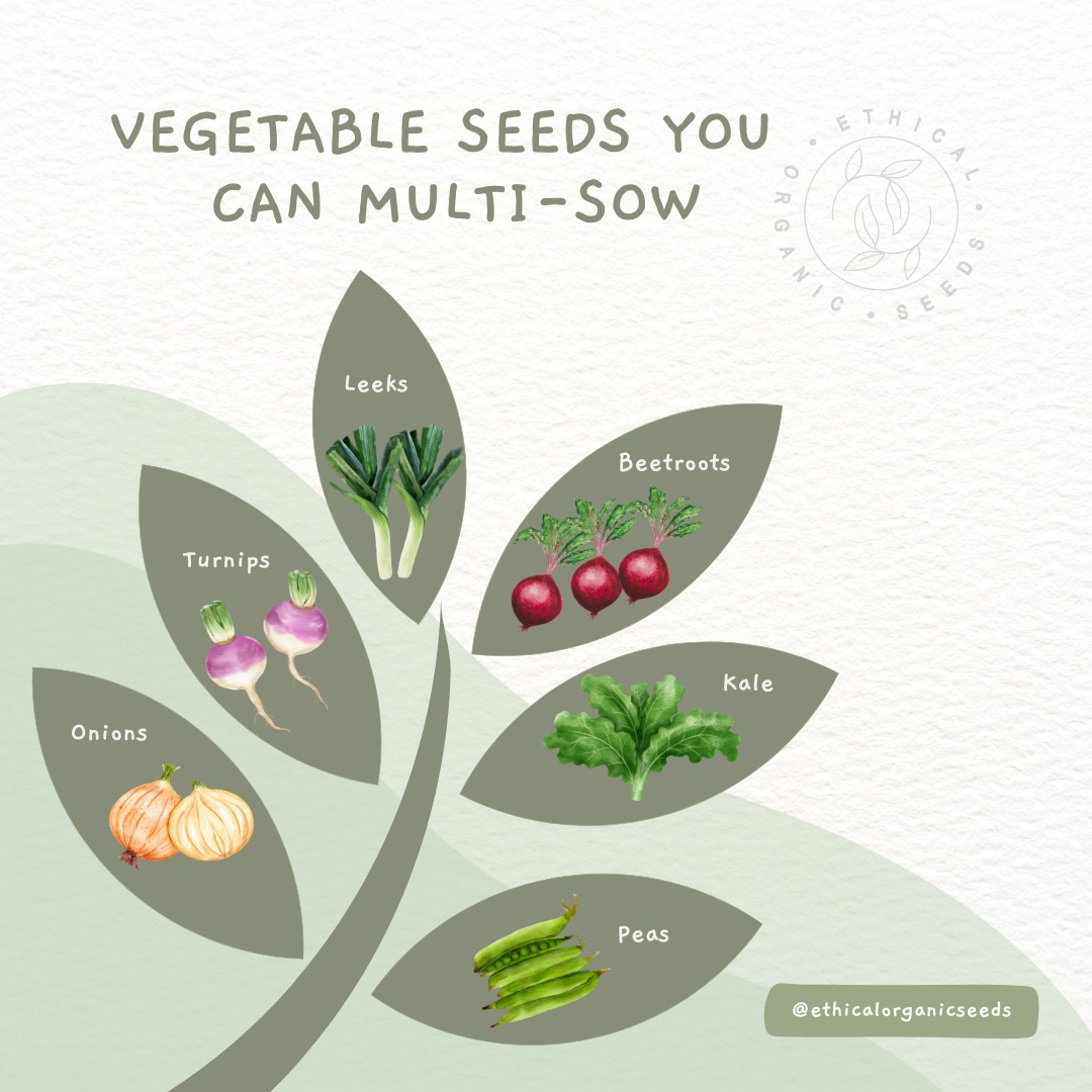 #Multi-sowing is when you sow seeds together in a pot or module.
This is beneficial to germination and plant growth for some seed varieties.
However, it's important not to be overzealous with your seeds, as adding too many will hamper growth. 4 - 5 seeds for turnip, leek, beetroot, onion and peas. For kale 3 is perfect.
It's a great space saver and can bolster vegetable plant's health.
www.ethicalorganicseeds.co.uk
#organicgardening #vegetablegardening #vegetablegardeningtips #seedstarting #organic #allotmentlove #allotmentuk
