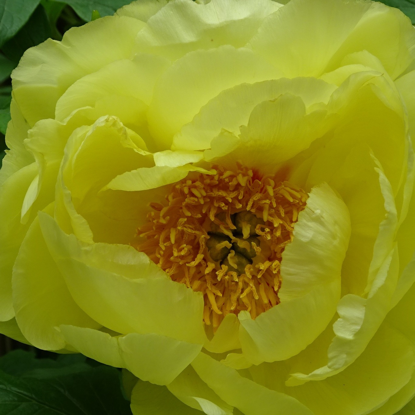 POUR LE PLAISIR DES YEUX.
Même si mon dada sont les plantes sauvages locales, je ne peux que m'extasier devant une telle beauté!
#plantes #bambouseraieanduze #jardinbotanique #fleurs