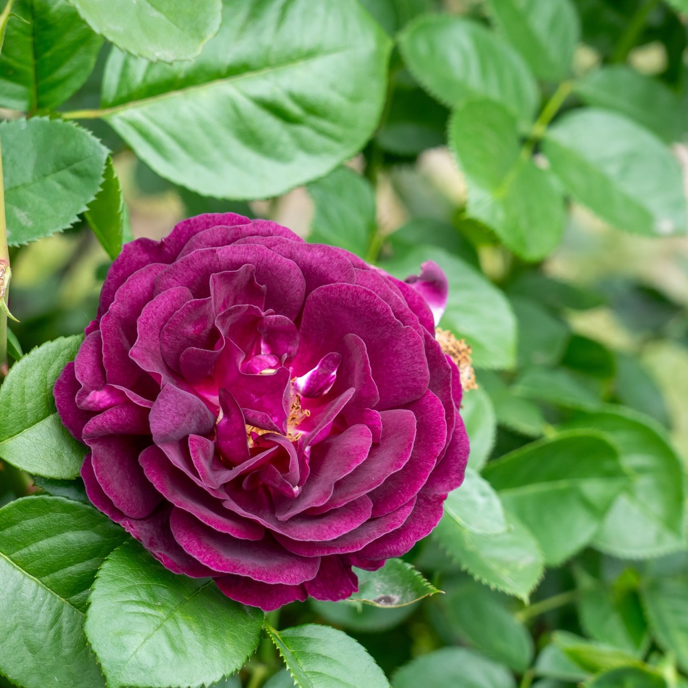 Rose of the Week..... Twilight Zone
If you're looking for a deep purple/magenta rose with the look of an old fashioned rose that is also good for cutting then look no further.
'Twilight Zone' has deep purple blooms, a super strong fragrance and good vase life make it a fantastic choice for bouquets and the vases.
Good disease resistance, suitable for growing in pots/containers and clusters of deep wine puepley colour blooms repeating throughout the summer. It's a gem of a rose.
Do you have 'Twilight Zone' in your garden?
#twilightzonerose #rosemagic #gardenroses