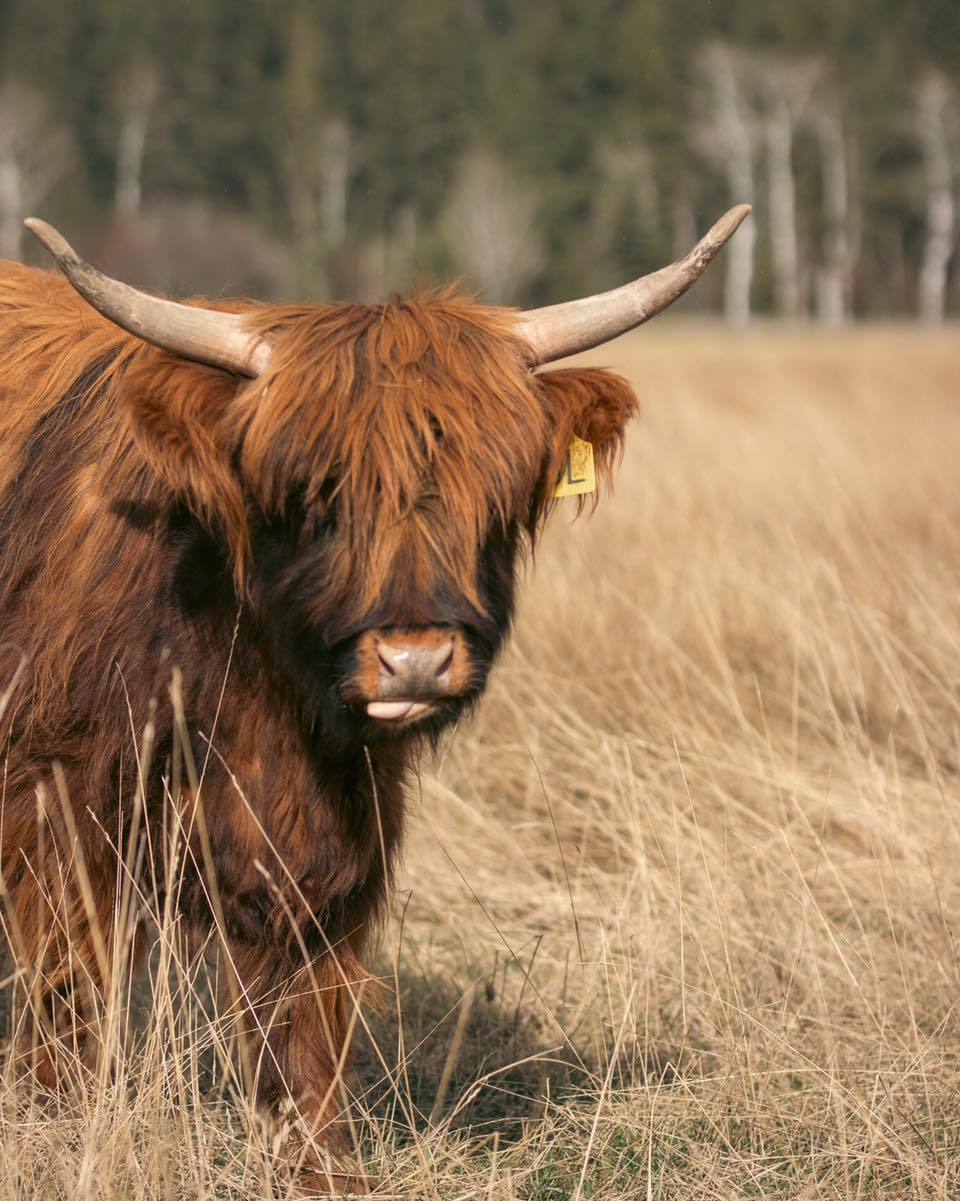 Lyssa’s not always front and center—but when she is, she makes it count. Tongue out, ears perked, and just enough sass to remind us that the smallest cows often have the biggest personalities. We adore this little lady.
#kootneyphotographer #kootneysbc #kootneylife #ranch #cow #highland #highlandcattle #highlandcow #highlandcattleofinstagram #farm #farming