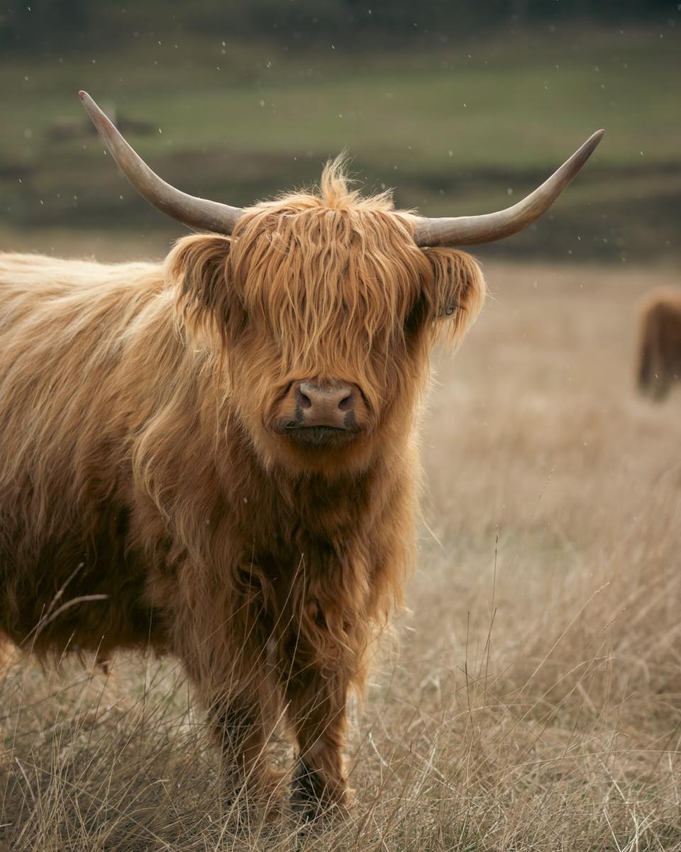 Happy Easter from Little Tree Ranch!
Jesus has risen!