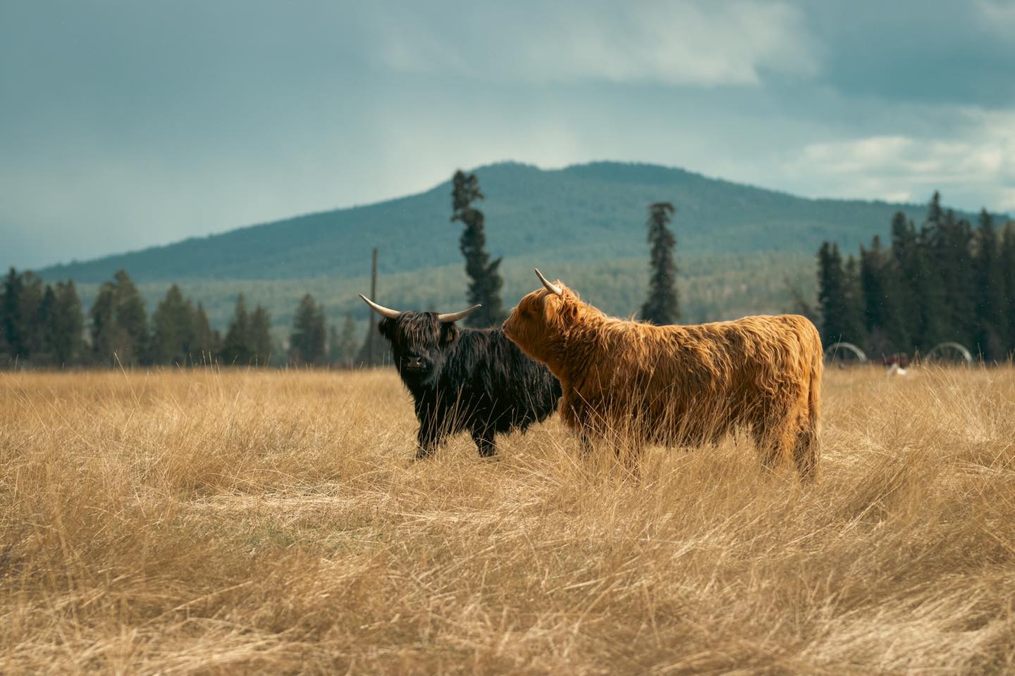 Liz and Lucia might be two of our quieter girls, but they’ve got a strong presence in the fold. Liz, with her deep black coat, stays just out of reach—watching, curious, but still a little shy. Lucia (or “Looch” as we call her) is the same way—gentle, observant, and never in a rush. They may not always come in for scratches, but they’re always nearby, keeping a soft eye on things.
#kootneyphotographer #kootneysbc #kootneylife #ranch #cow #bull #highland #highlandcattle #highlandcow #highlandcattleofinstagram #farm #farming
