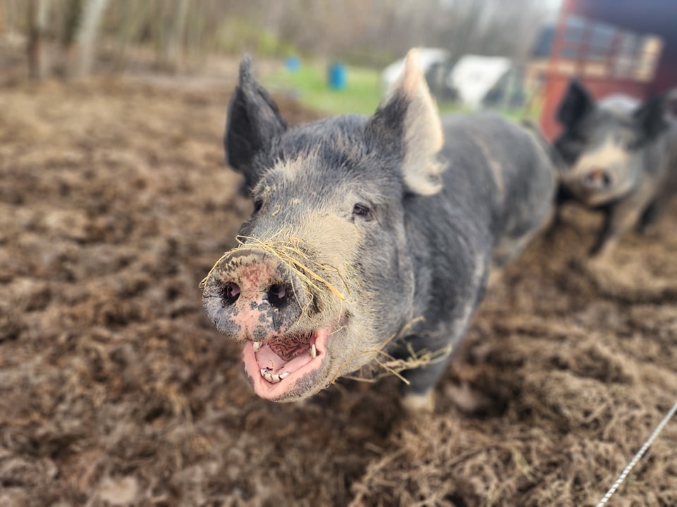 She said "Where are my treats?!"
#snacksrequired #TreatPlease
#pasturedpork #knowwhereyourfoodcomesfrom #growninohio