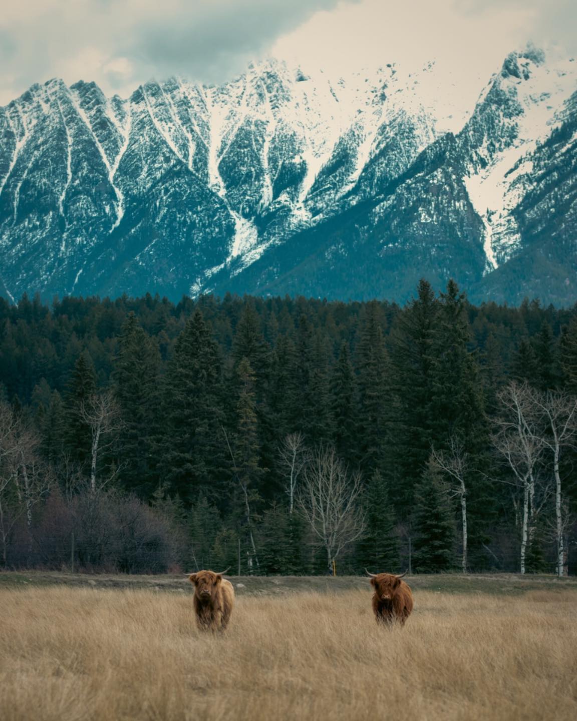 Highland cattle are known for their ability to thrive in tough environments and their foraging skills are a big part of that. With their strong instincts and hardy nature, Highlands can graze on rough terrain and make the most of what’s available, even in colder months. While we make sure our fold has plenty of hay, mineral, and salt blocks, it’s their natural ability to forage that makes them such a resilient breed. These cows were made for the land—and it shows.
#ranch #cow #highland #highlandcattle #highlandcow #highlandcattleofinstagram #farm #farming #farminglife #farminglifestyle