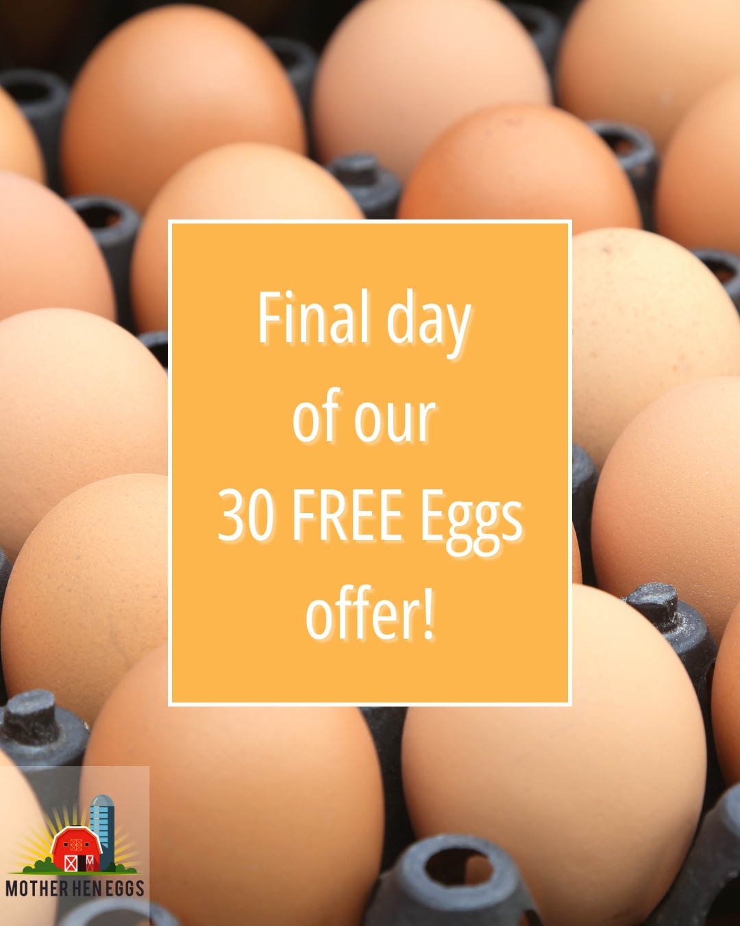 LAST CHANCE FOR 30 FREE EGGS! 🥚
Today’s the final day to grab 30 completely free, farm-fresh eggs with your Fruit & Veg Box 🍅🥕🍊🍏
Packed with seasonal fruit, veg & salad, these boxes are perfect for family meals, meal prep, or just keeping your fridge stocked with a variety of fresh produce. And with 30 free eggs included, it’s an even better deal.
✔ Medium Box (£19.99) or Large (£29.99)
✔ 30 farm-fresh eggs included – completely free
✔ Free delivery in Cardiff, Newport, Caerphilly, RCT & the Vale
Our eggs are super fresh—laid just days before delivery with rich flavour and deep golden yolks. 🍳🐓
Don’t miss out—offer ends tonight! Link in comments