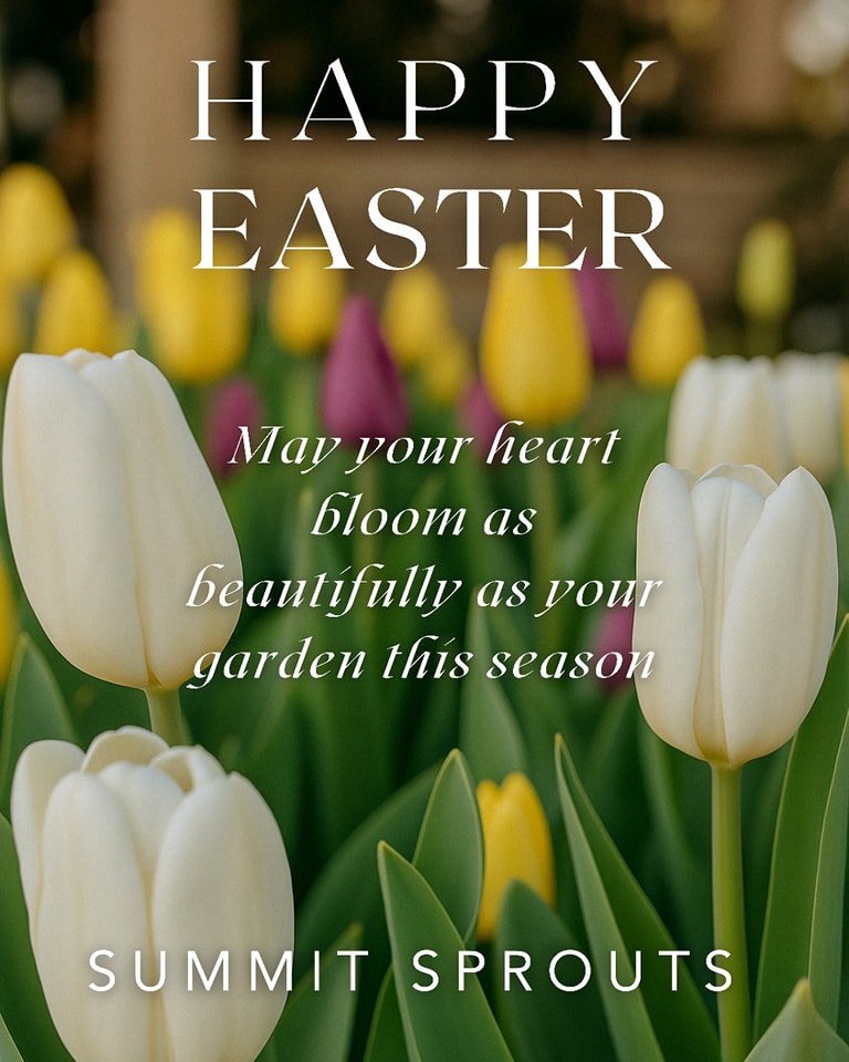 Closed for Easter Sunday
This Sunday, we’re pressing pause to rest, reflect, and celebrate the hope and renewal Easter brings.
Our team will be spending the day with loved ones—savoring good food, fresh air, and the joy of spring’s promise.
We’ll reopen Monday, hearts full and hands ready to dig back in.
Wishing you a peaceful and blessed Easter from all of us at Summit Sprouts.