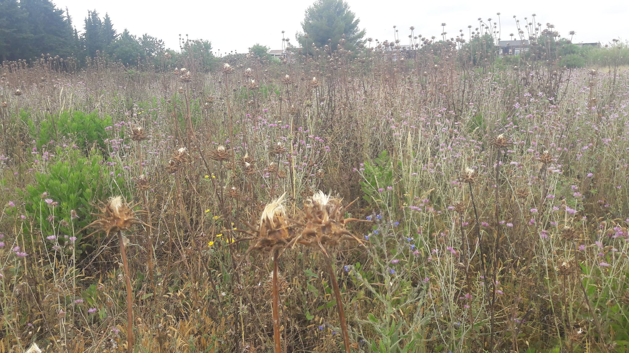 CE SONT LES PLANTES QUI DÉCIDENT.....
Aujourd'hui j'avais mis sur mon planning une cueillette de graines de chardon Marie, entre deux cours.
Ce matin il pleuvait , et à midi - moment ou je suis allée sur mon spot de cueillette- le ciel était encore gris,
Et bien, malgré quelques douloureuses tentatives de récolte, les capitules des chardons étant fermées, ne laissaient presque rien sortir à part quelque pauvre petit pappus arraché. J'ai vite compris que ça ne servait à rien d'insister, ce n'était juste pas la bonne journée et pour ce, pour une bonne raison qui relève peut être de ma pure interprétation : le chardon marie disperse ses graines à l'aide du vent. Lorsque les journées sont ensoleillées, les petits parapluies avec leur graine accrochée peuvent prendre le vent et se disperser facilement, chose qui est moins possible avec la pluie qui les ferait retomber rapidement au sol. Vrai ou pas? Peu importe, cela fait du sens pour moi et me rappelle que la cueillette ne vient pas que d'une volonté unilatérale :)
#cueillette #cueilletteplantessauvages #chardonmarie #herboristerie #plantessauvages #nature